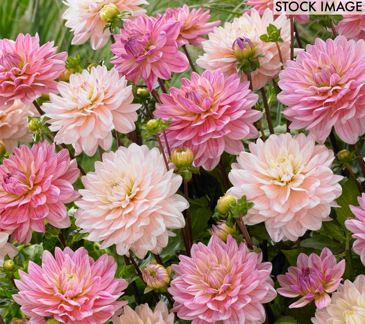Van Zyverden Dahlias Pretty In Pink Blend Set of 7 Bulbs