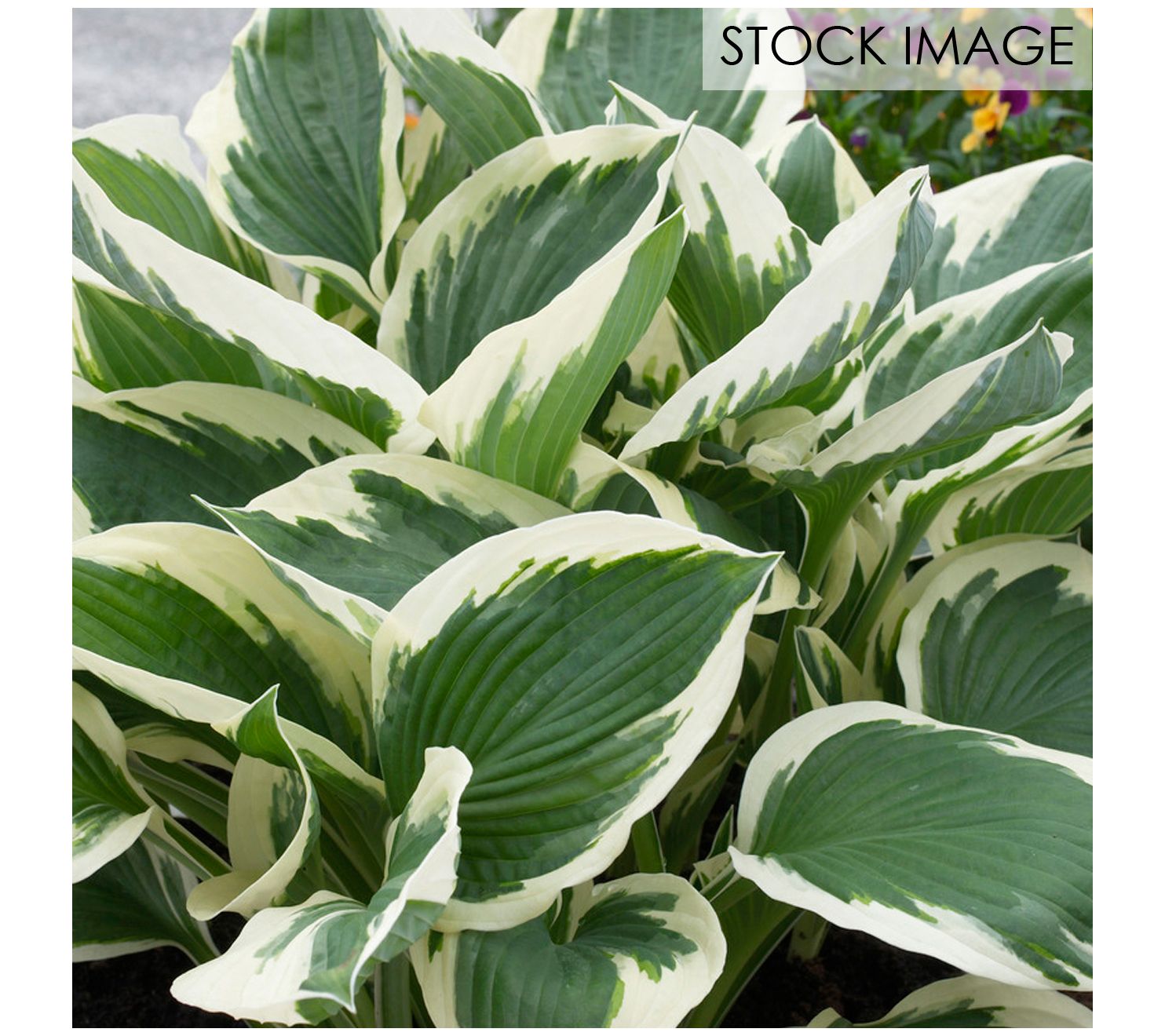 Van Zyverden Hosta Patriot Set of 3 Roots