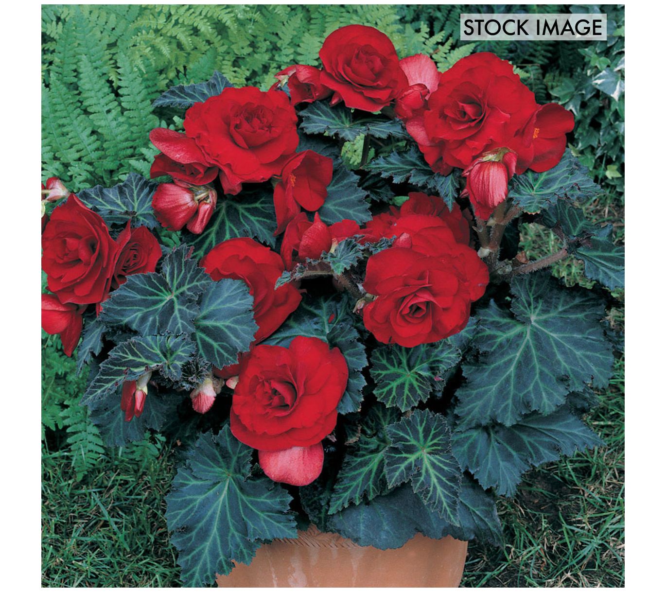 Van Zyverden Specialty Begonias Bronze Leaf RedSet of 5