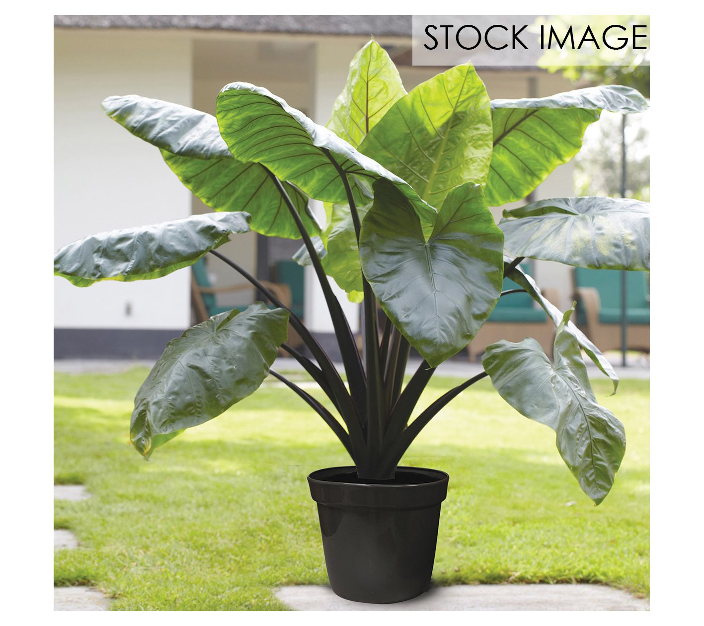 Van Zyverden Goth Patio Gardening Elephant Ear Black Stem Kit