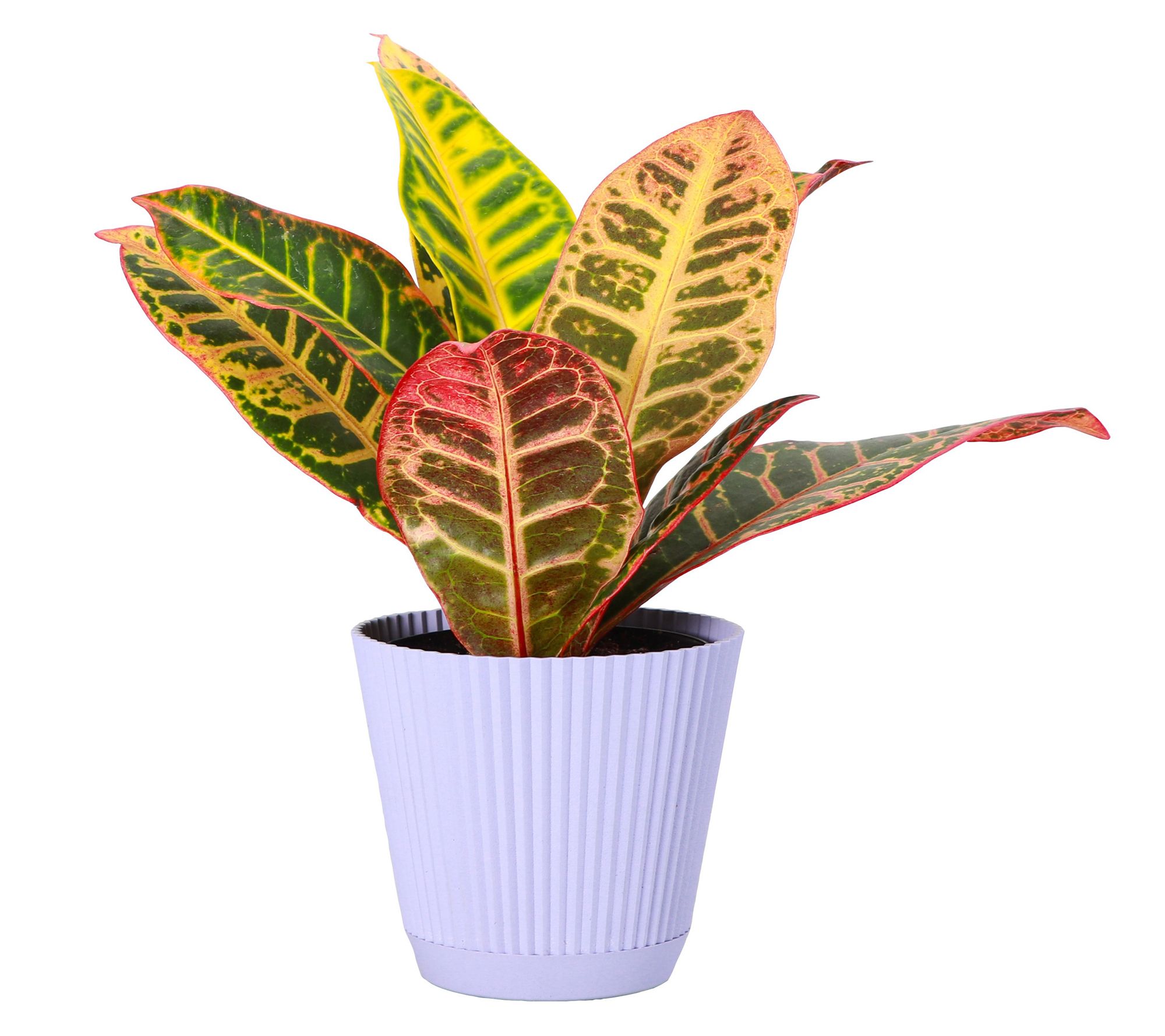 Thorsen's Greenhouse Live 4" Petra Croton in Ruffle Pot