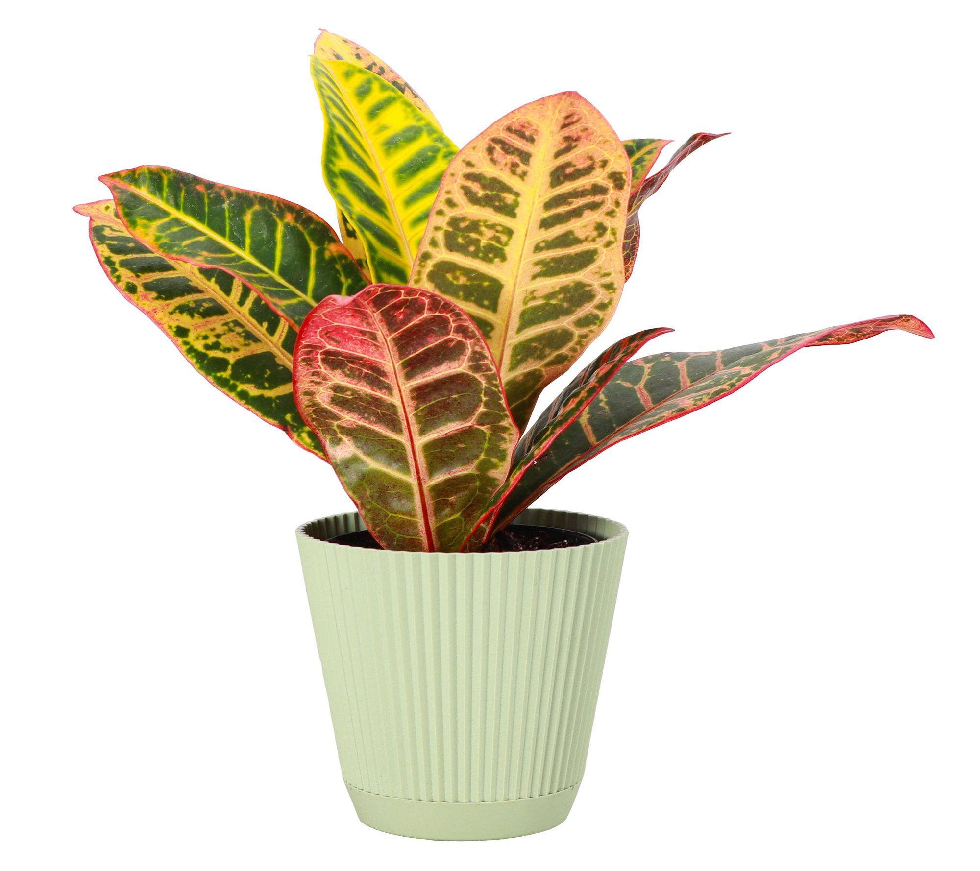 Thorsen's Greenhouse Live 4" Petra Croton in Ruffle Pot