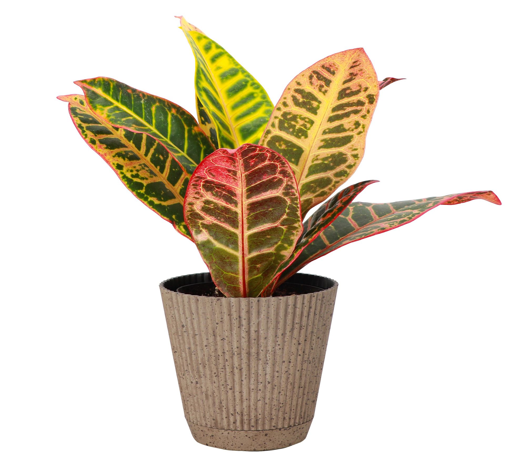 Thorsen's Greenhouse Live 4" Petra Croton in Ruffle Pot