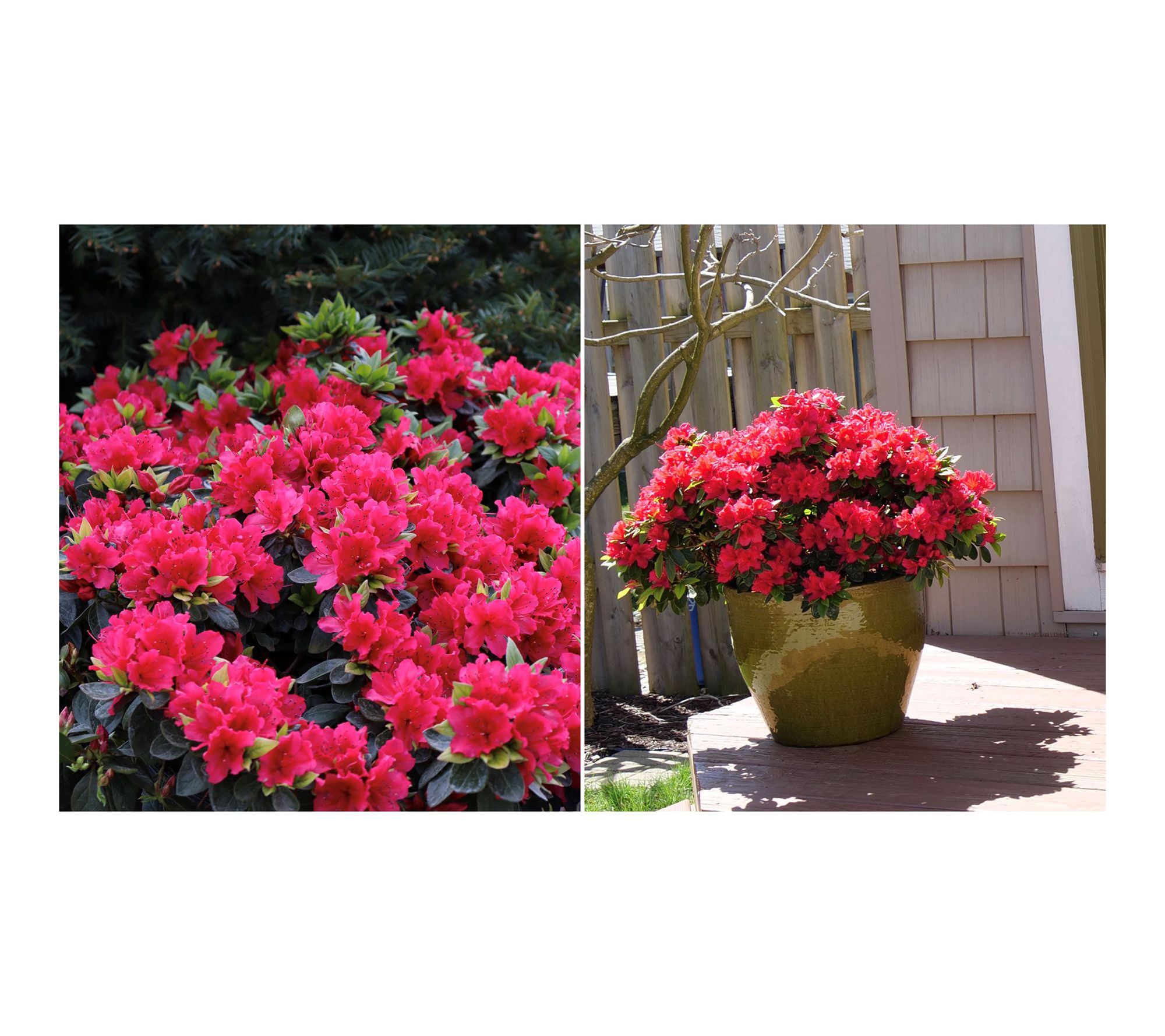 Roberta's 1 pc. Perfecto Mundo Red Reblooming Azalea