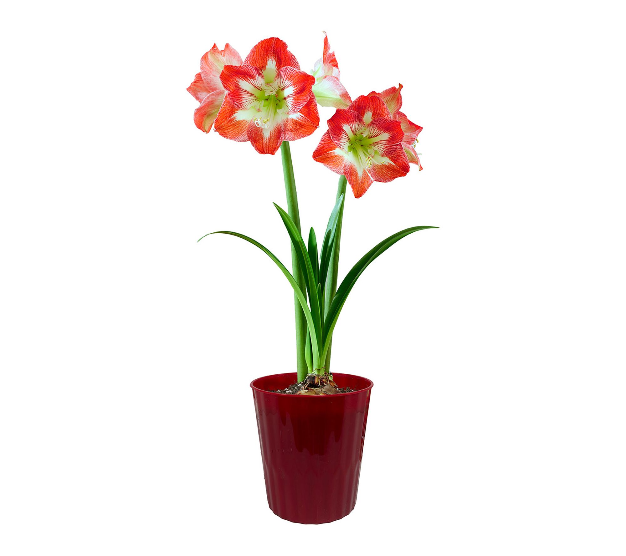 Van Zyverden Amaryllis Kit Minerva with Red Planter 1 Bulb