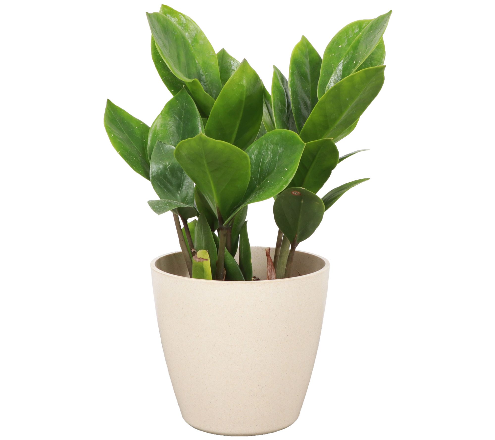 Thorsen's Greenhouse Live 4" ZZ Plant in Biodegradable Pot