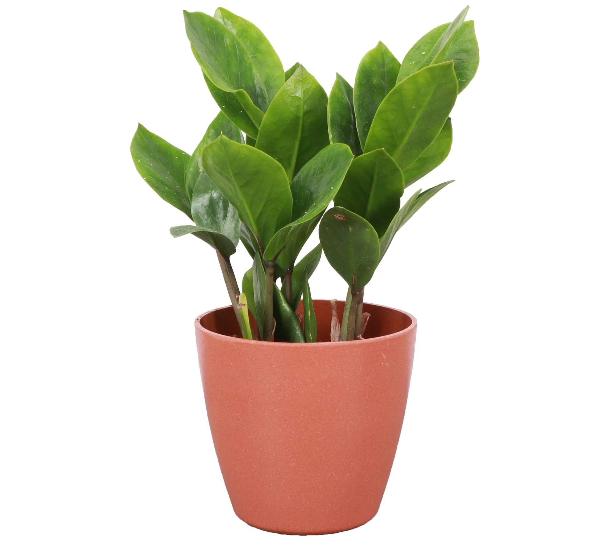 Thorsen's Greenhouse Live 4" ZZ Plant in Biodegradable Pot