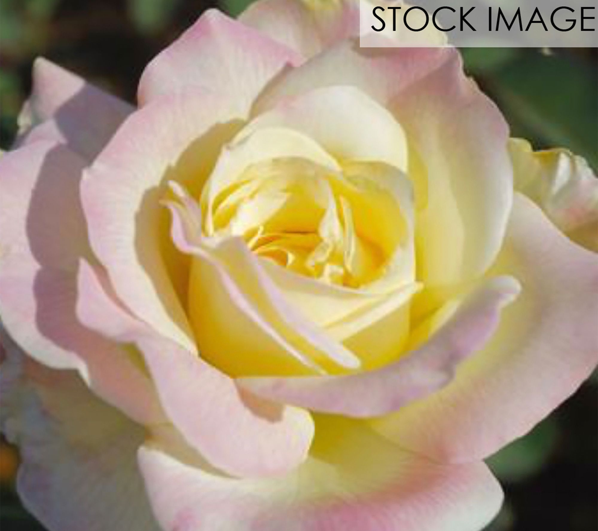 Van Zyverden Roses Garden Party 1 Root Stock