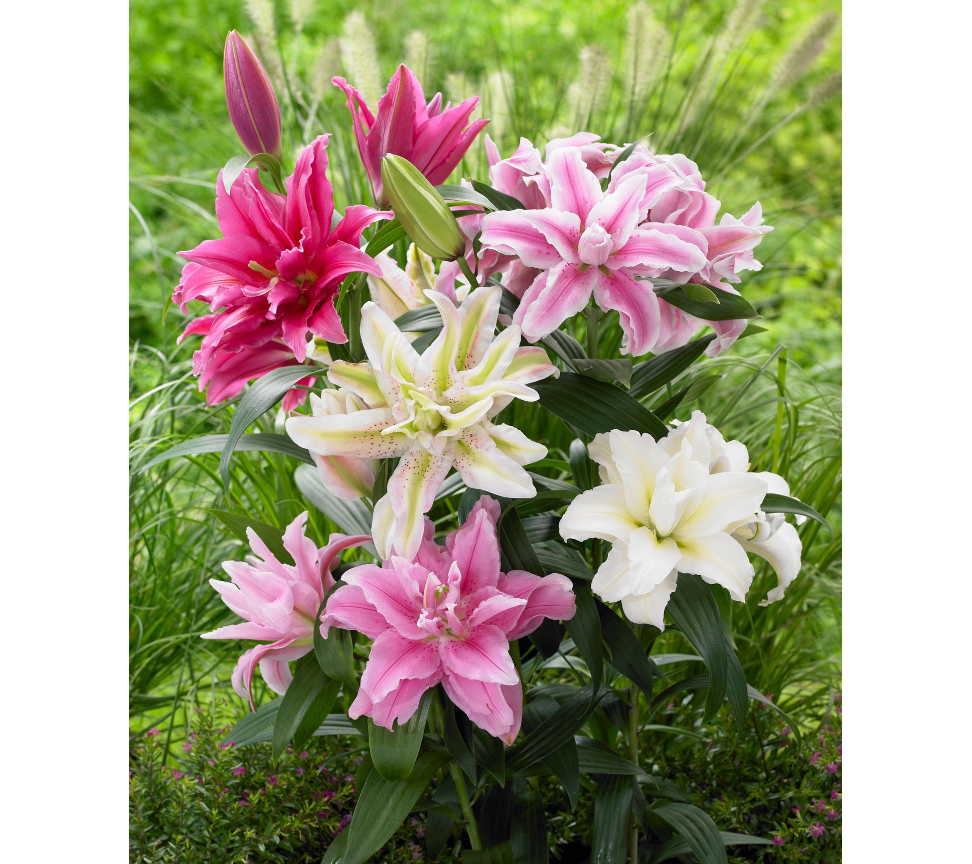 Roselily Bulbs - Pink Mix