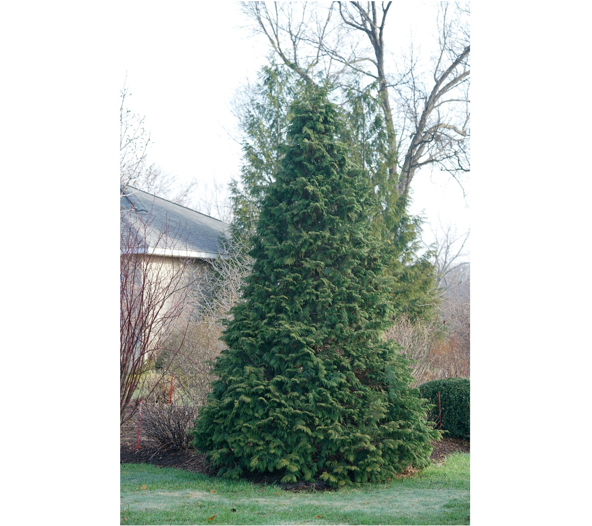 Roberta's False Cypress Soft Serve Green 1pc