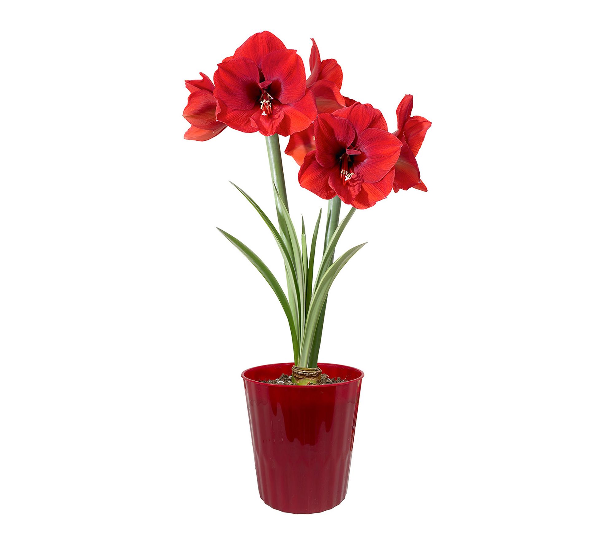 Van Zyverden Amaryllis Kit Red Lion with Red Planter 1 Bulb