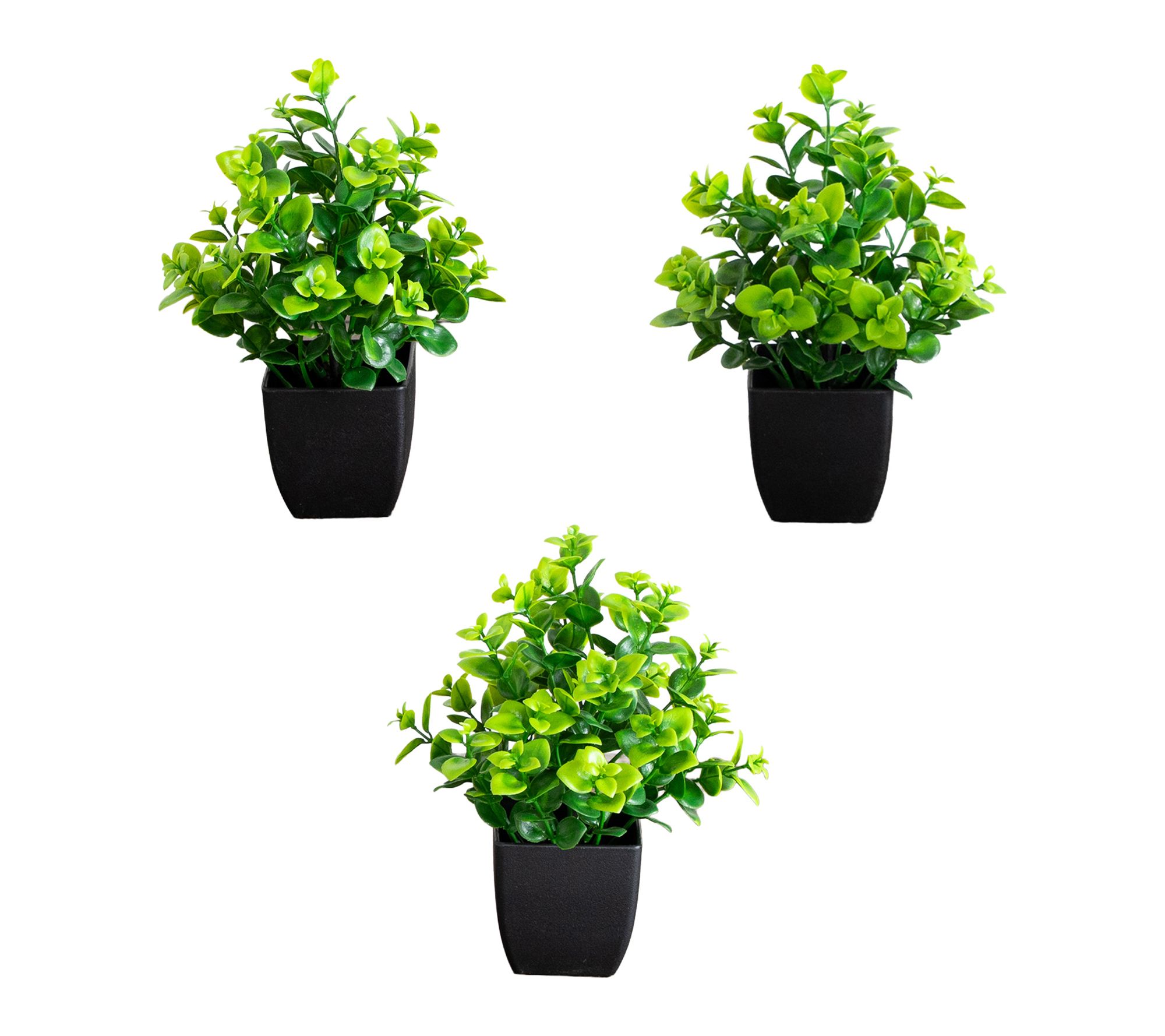 7-in New Boxwood Plant in Pot - Set of 3 by Nearly Natural