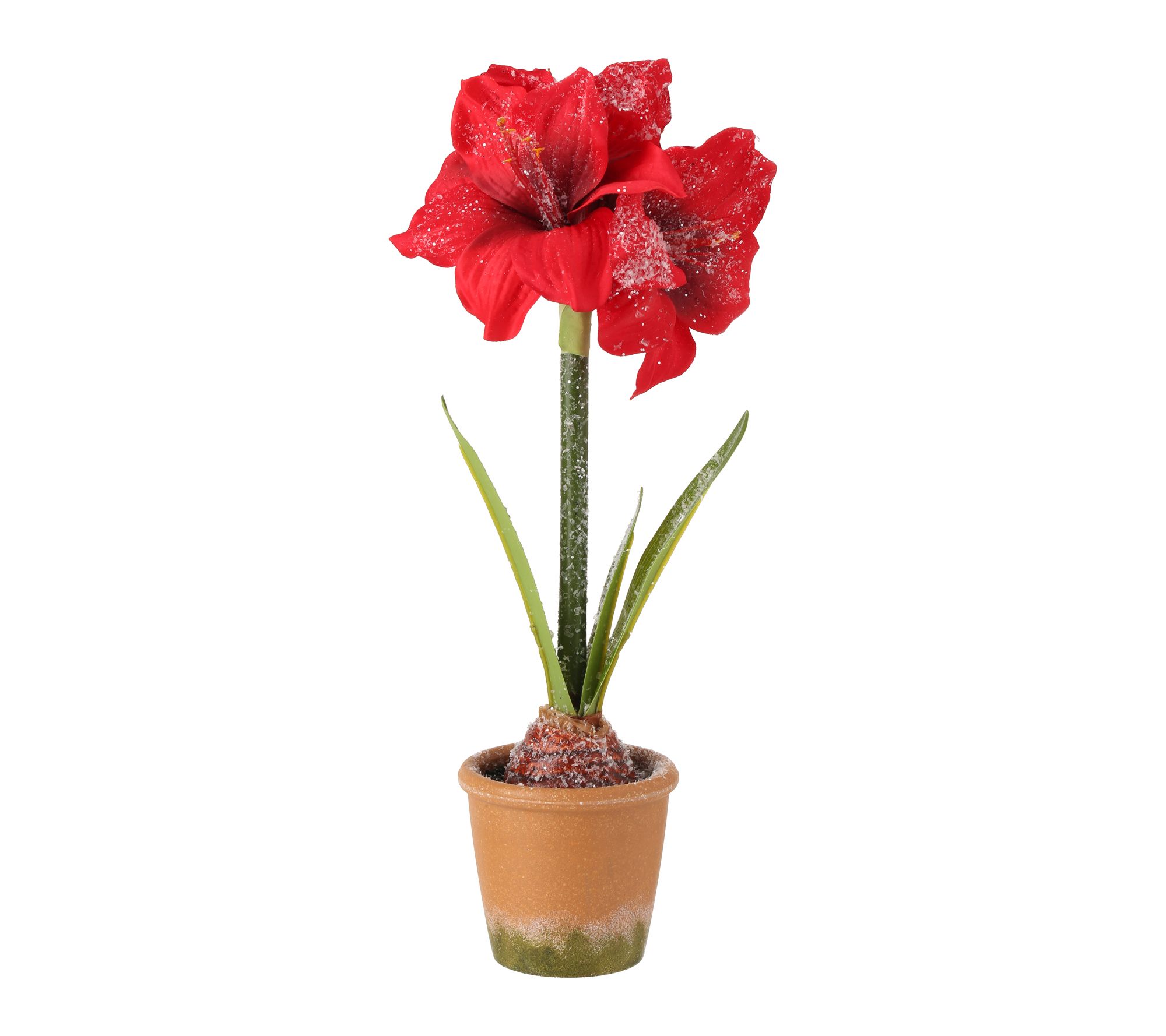 15" Frosted Potted Mini Amarylis by Valerie