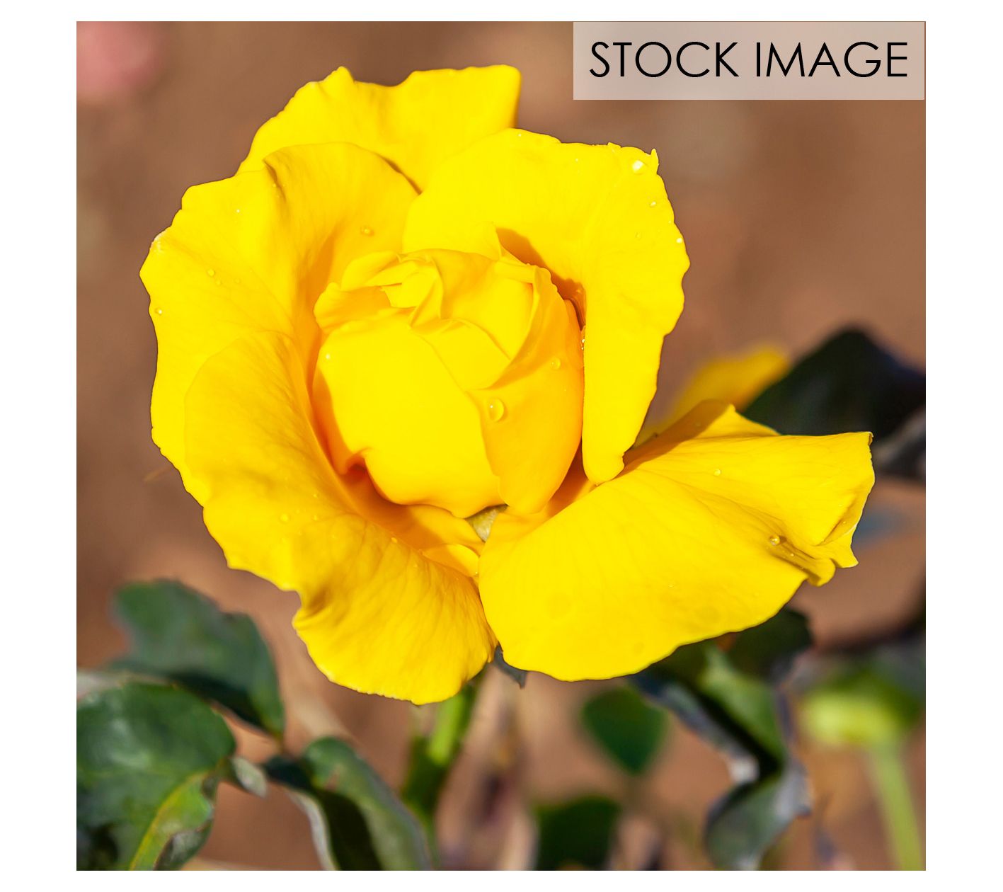 Van Zyverden Roses Midas Touch 1 Root Stock