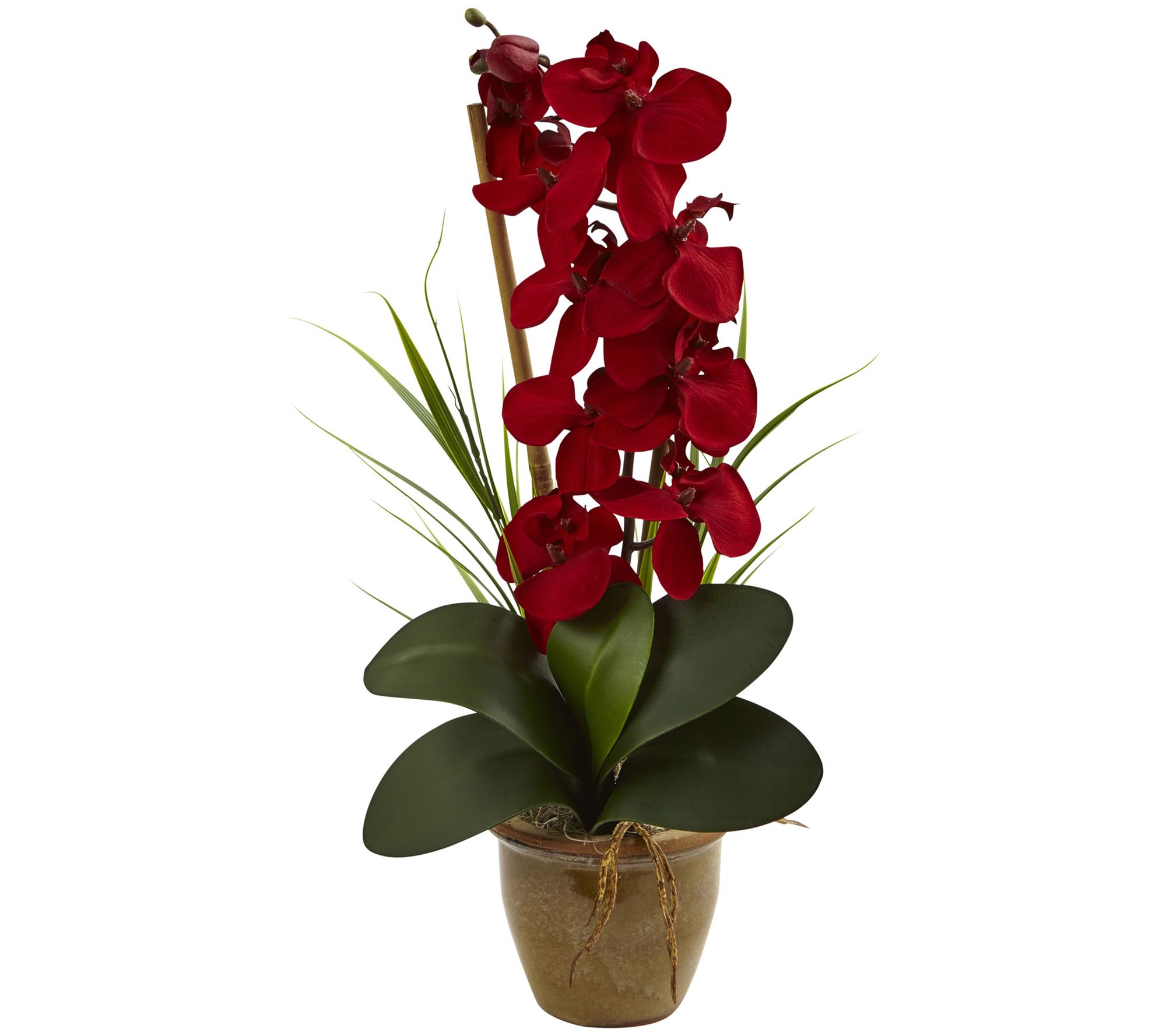 Seasonal Phalaenopsis Orchid Arrangement by Nearly Natural