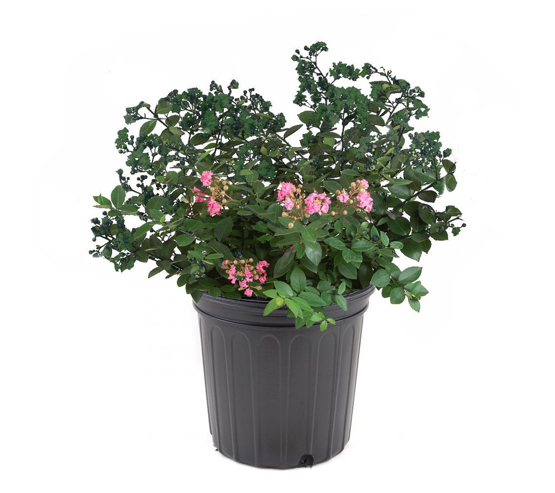 Roberta's 1 pc. GreatMyrtle Crapemyrtle FrenchVanilla White