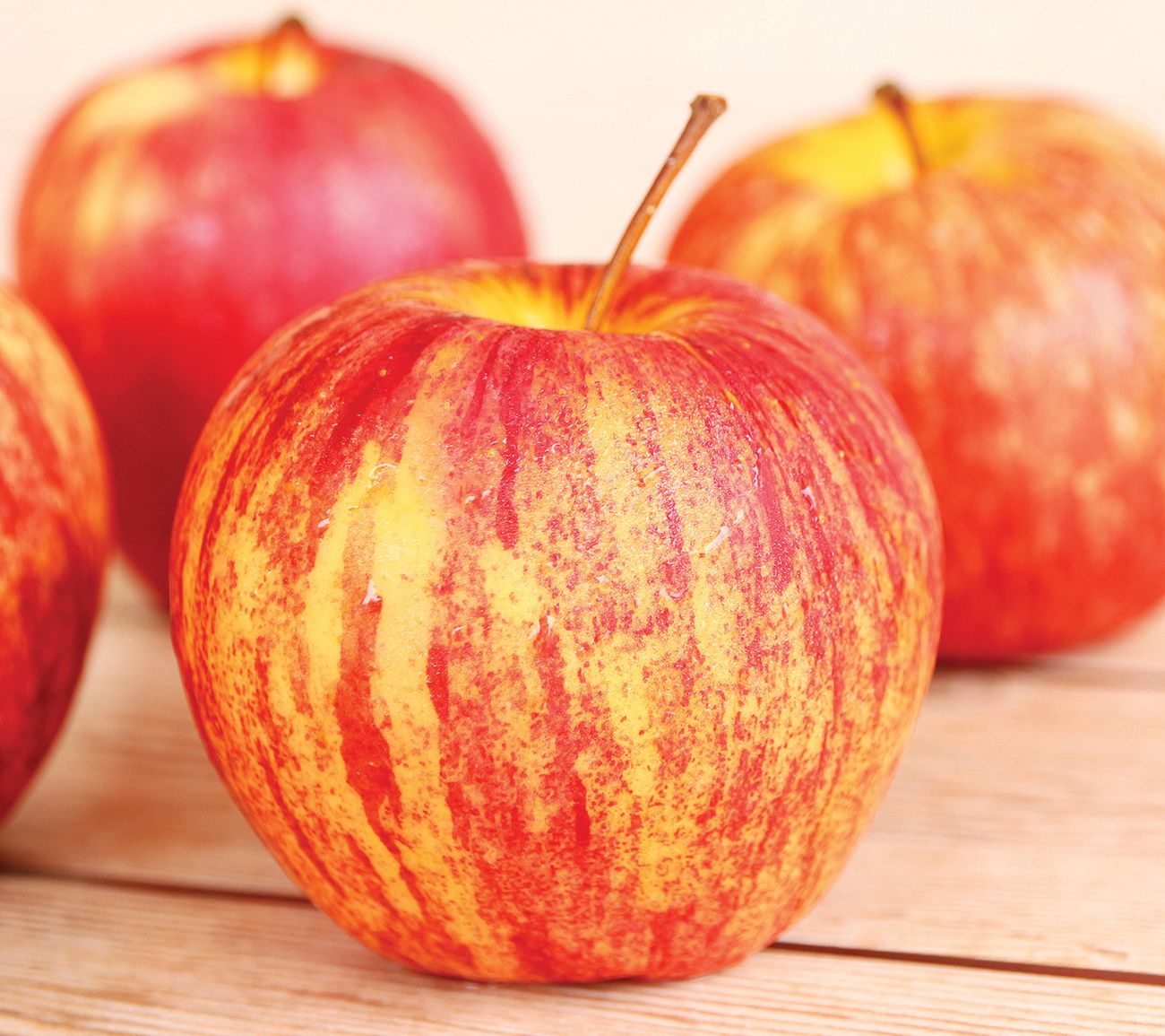 Van Zyverden Apple Tree Honeycrisp 1 Root Stock