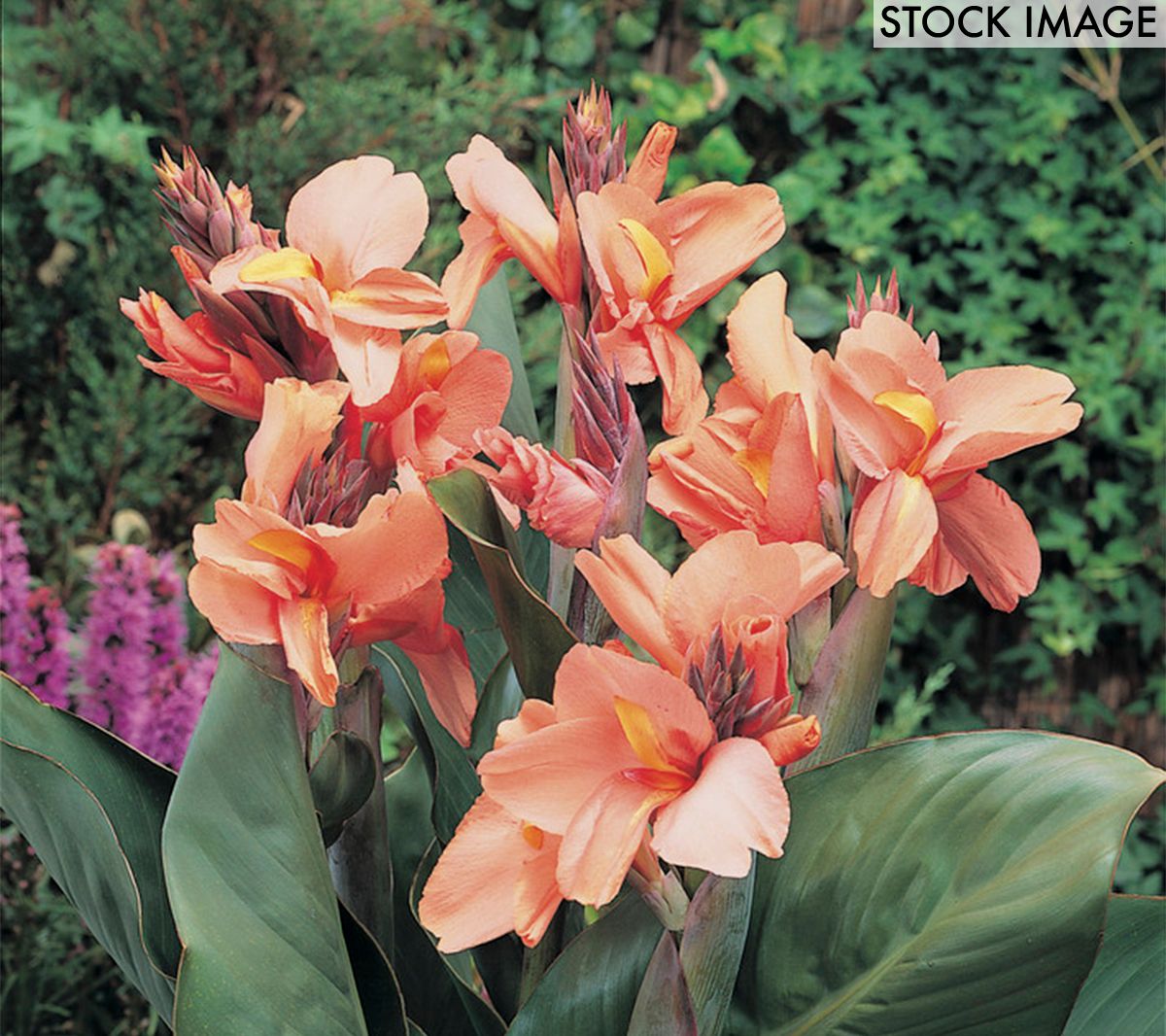 Van Zyverden Cannas Tropical Sunrise Set of 5 Bulbs