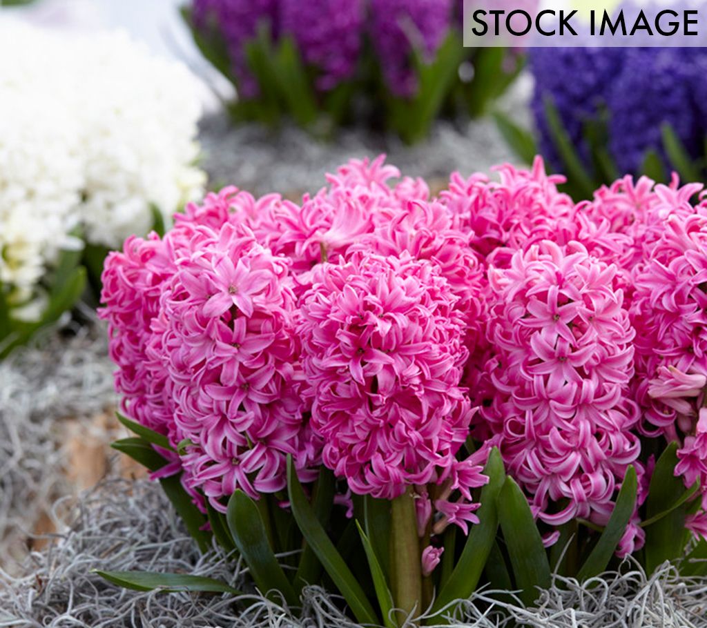 Van Zyverden Hyacinths Pink Pearl Set of 10 Bulbs