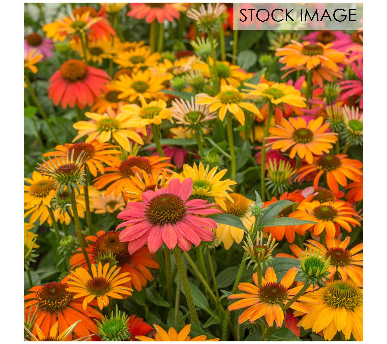 Van Zyverden Echinacea Cheyenne Spirit Set of 5Roots