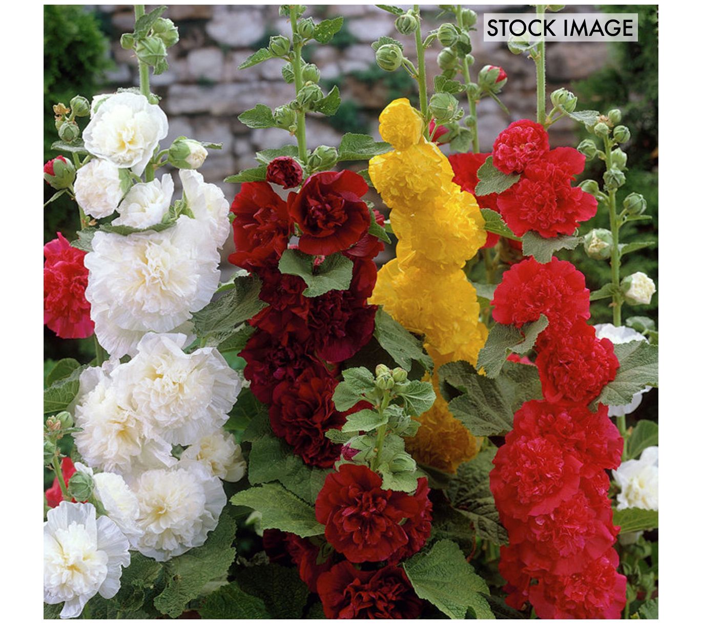 Van Zyverden Hollyhocks Mixed Set of 5 Roots