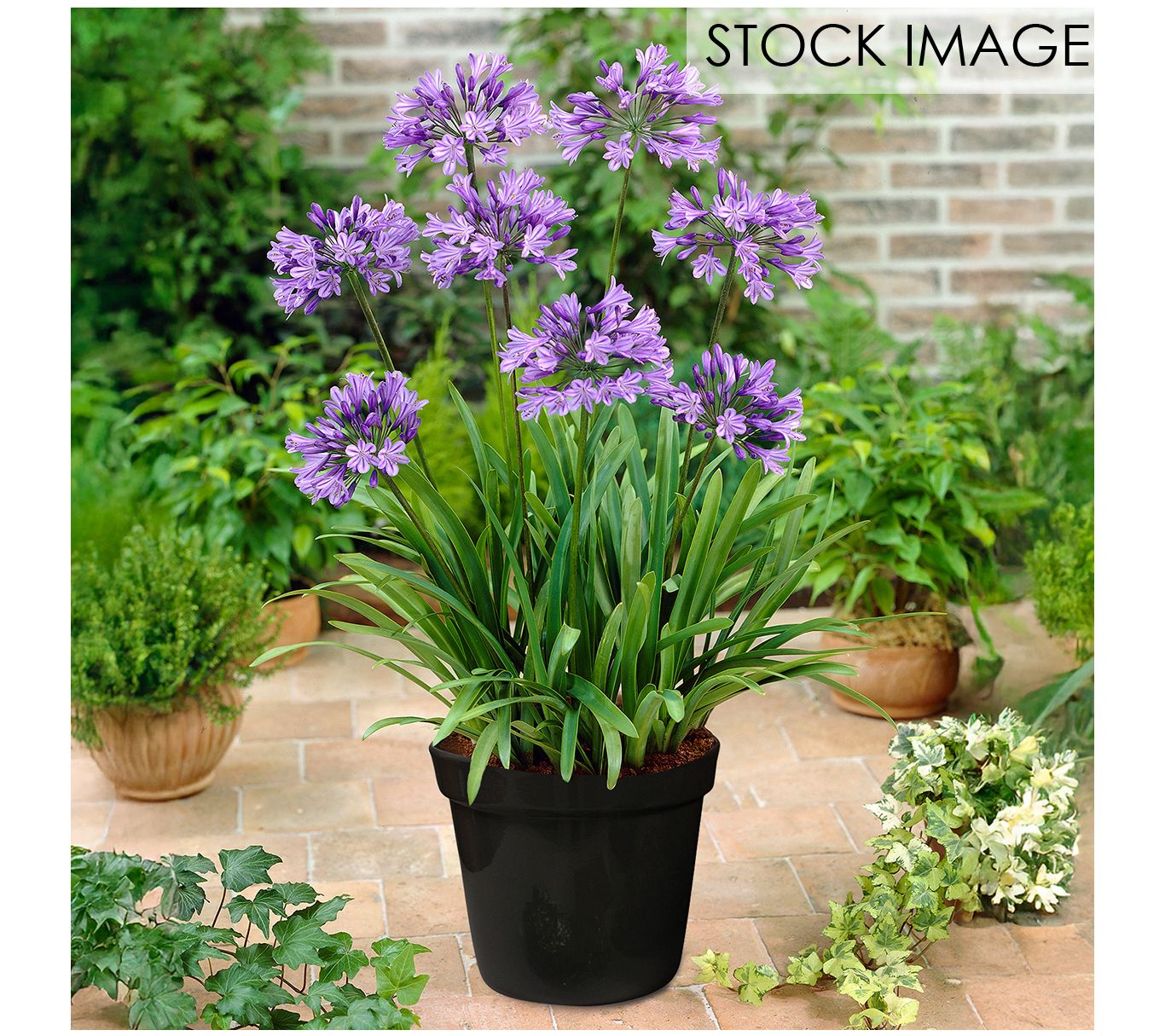 Van Zyverden Goth Patio Gardening Agapanthus Blue Kit