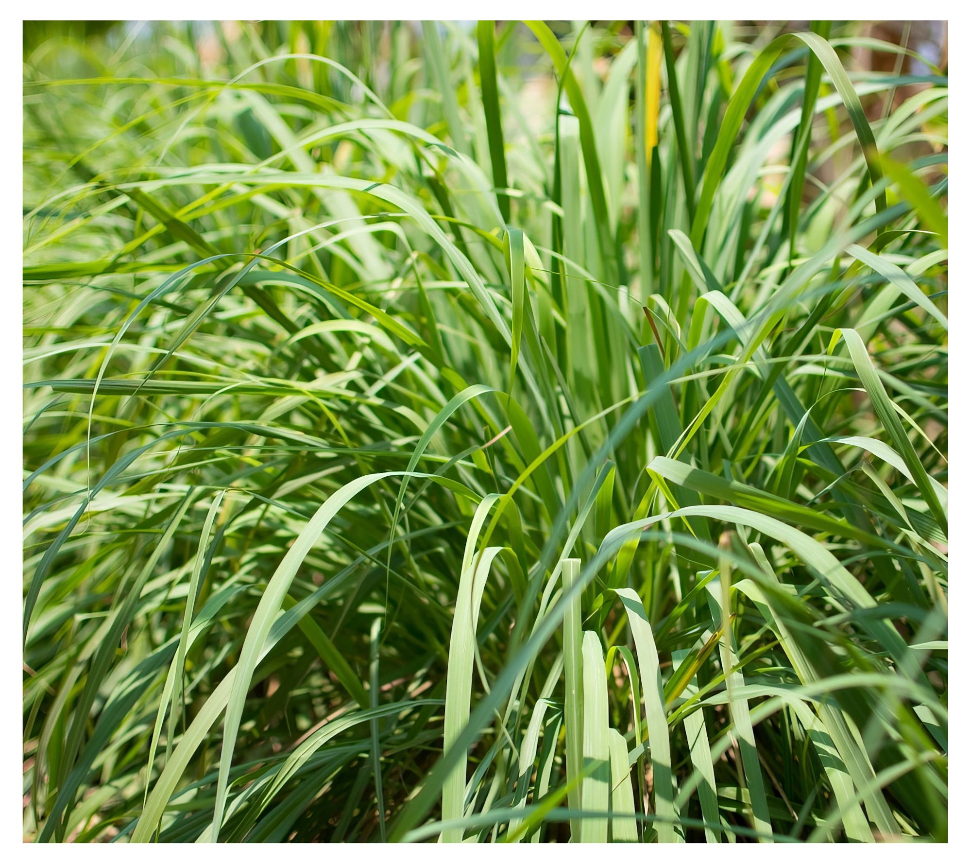 Cottage Farms Lemon Grass