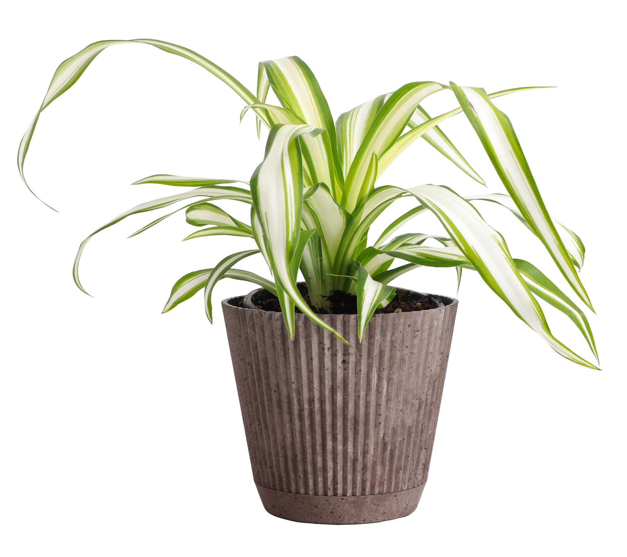 Thorsen's Greenhouse Live 4" Spider Plant in Ruffle Pot