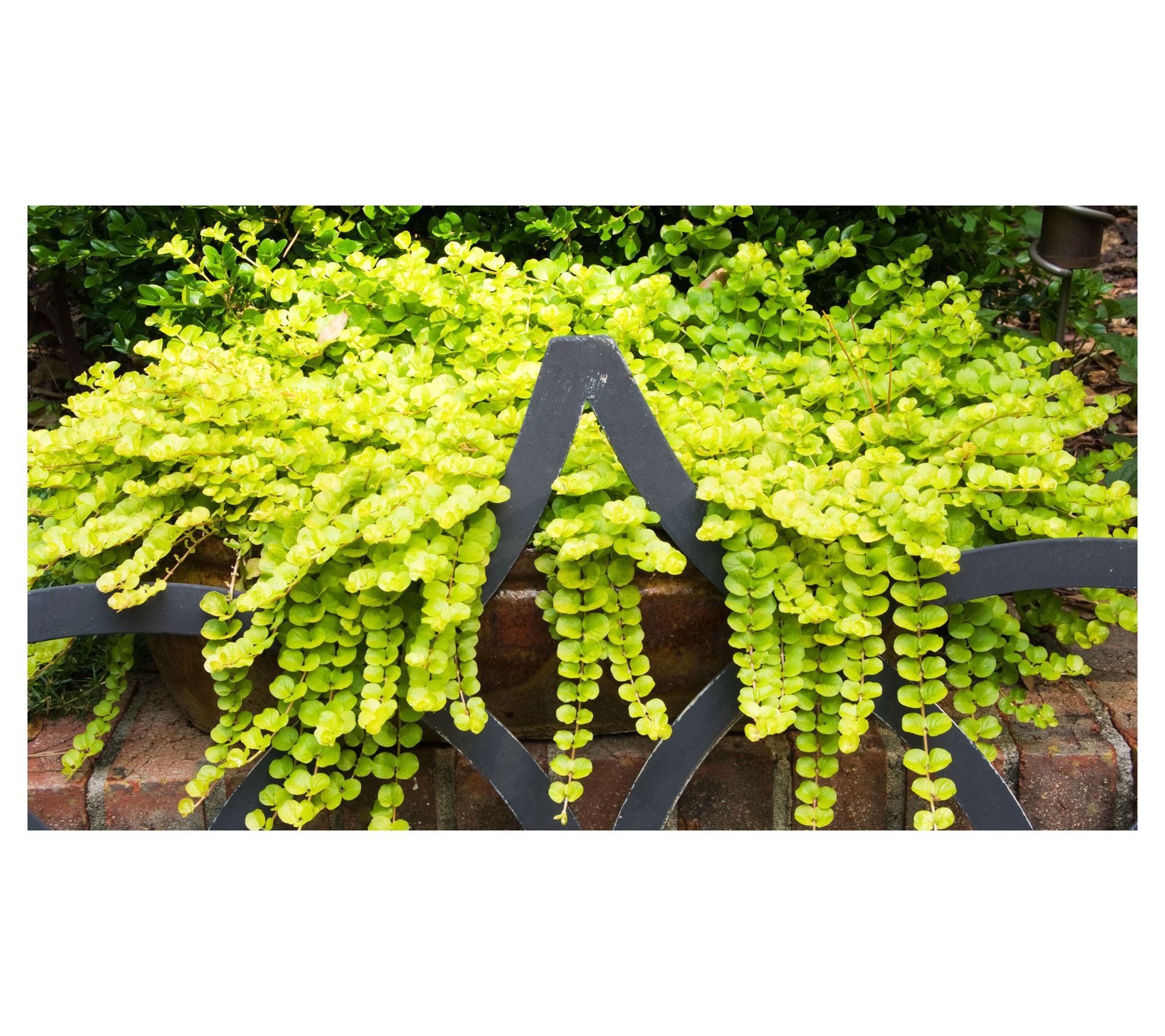 Roberta's 6 pc. Yellow Creeping Jenny Groundcover