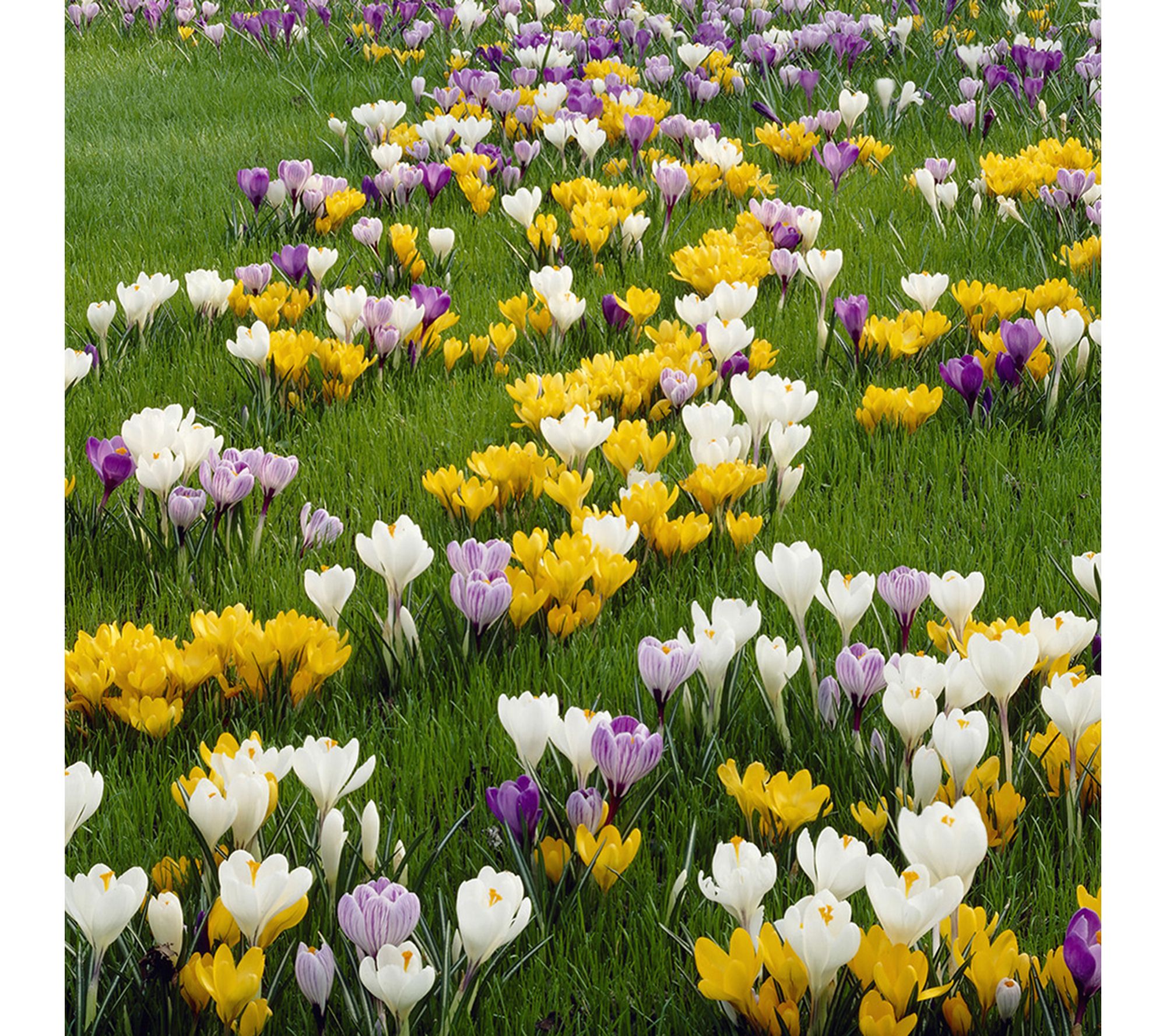 Van Zyverden Crocus Large Flowering Qty Landscape 2500 Bulbs