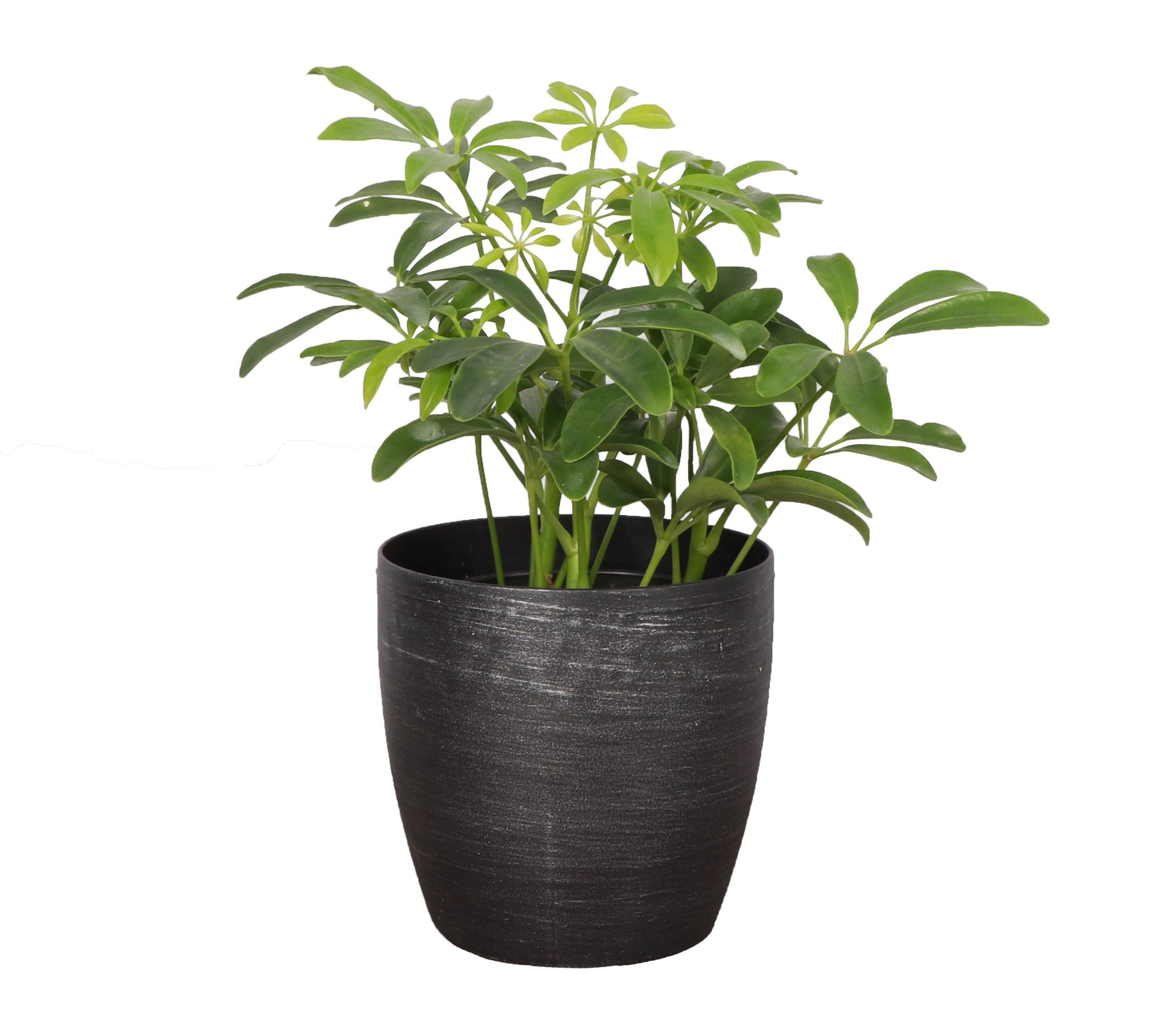 Thorsen's Greenhouse Live 4" Arboricola Plant in Classic Pot