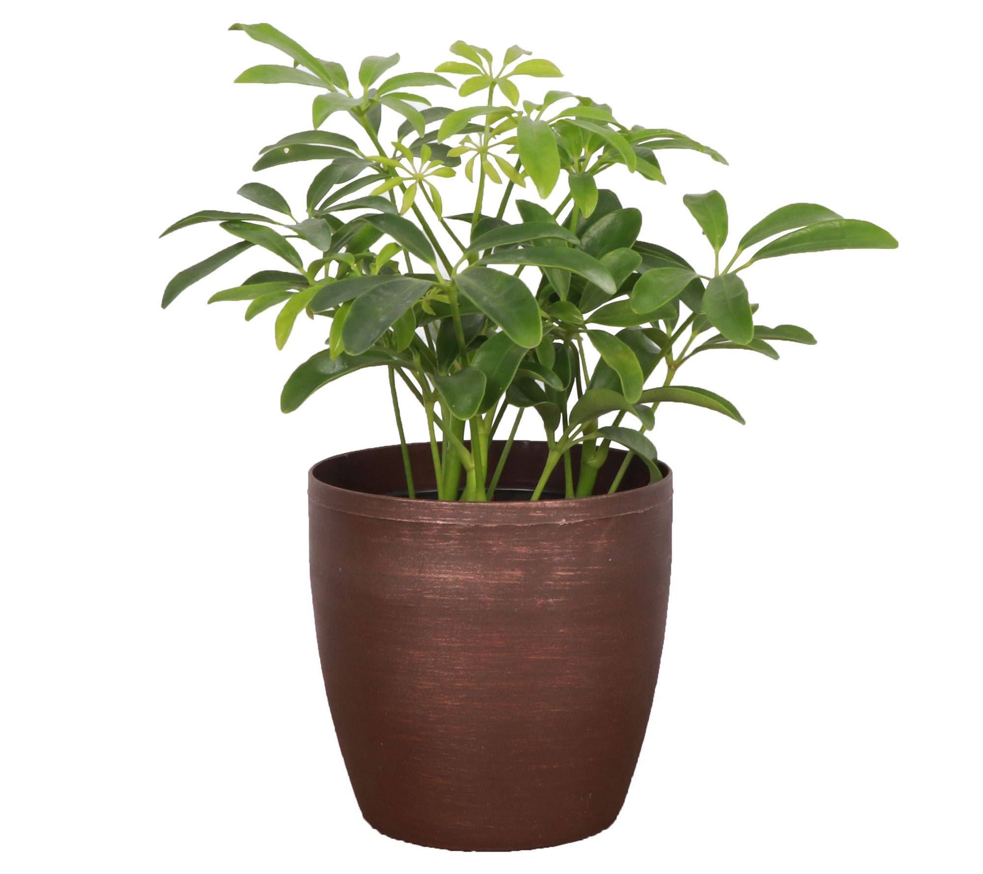 Thorsen's Greenhouse Live 4" Arboricola Plant in Classic Pot