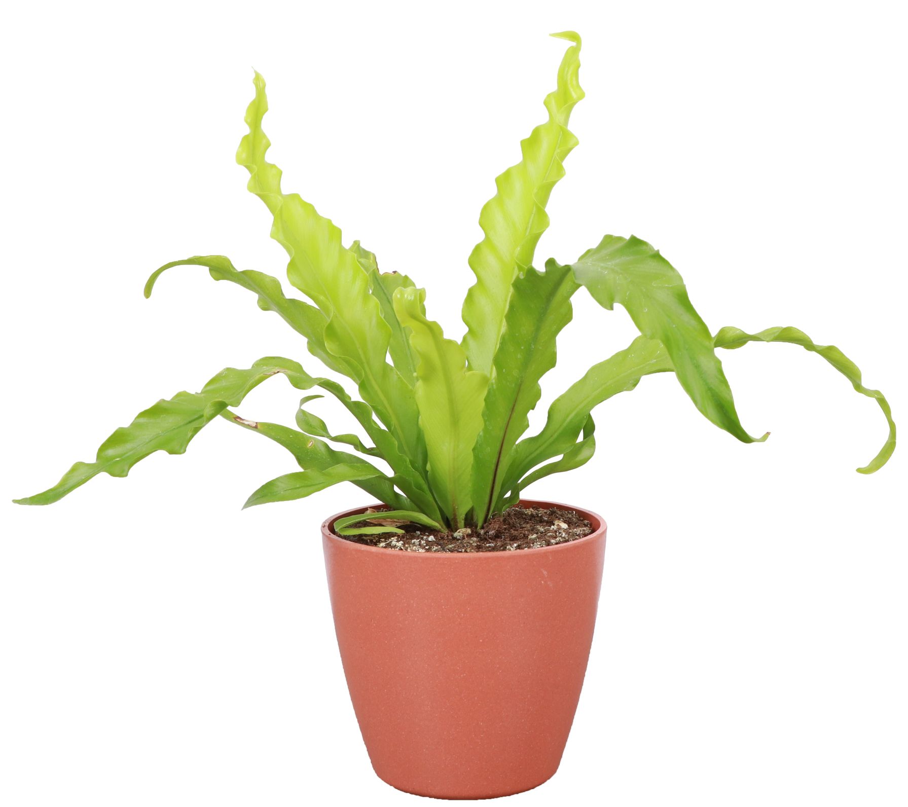 Thorsen's Greenhouse Live 4" Victoria Fern, Biodegradable Pot