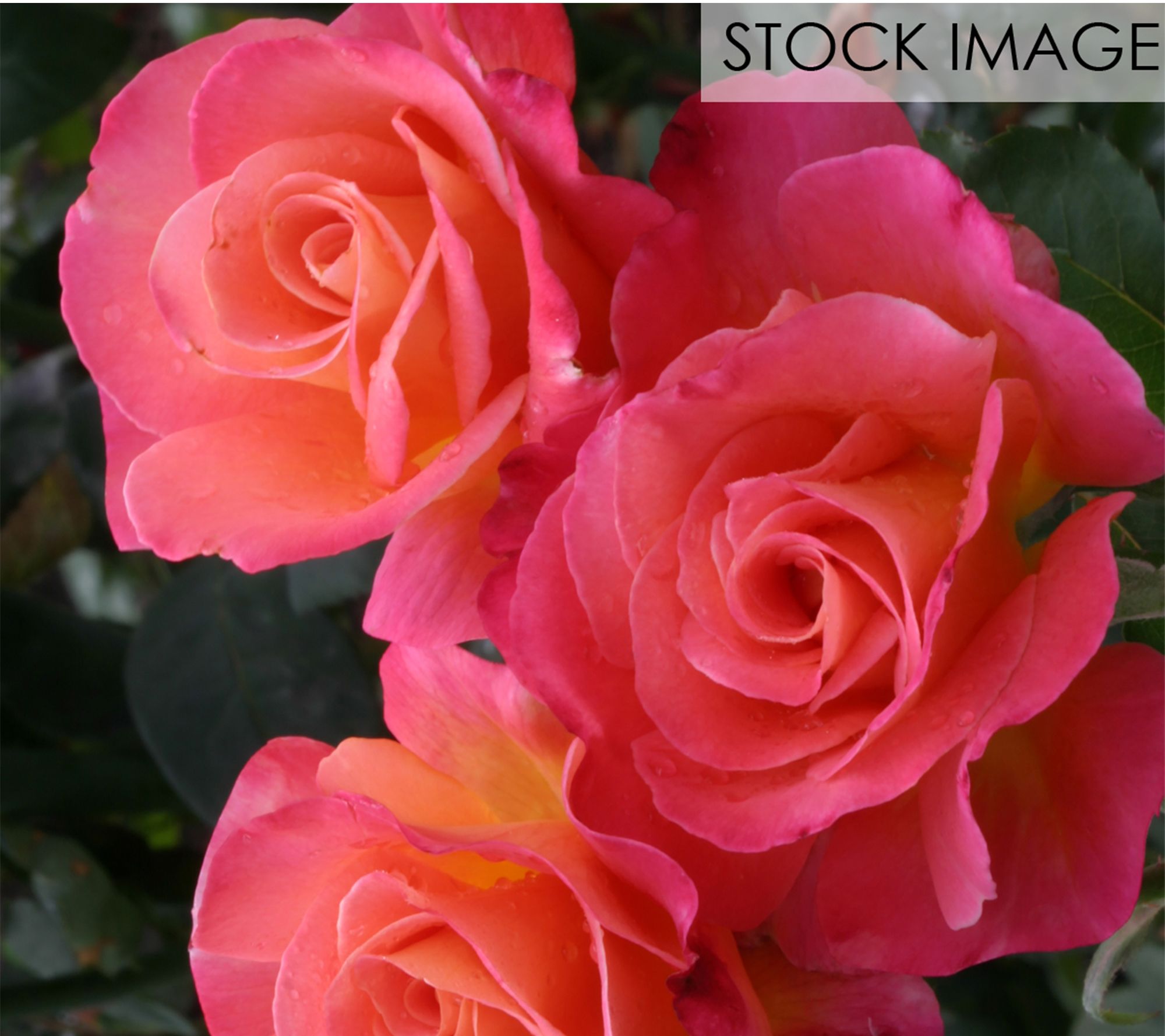 Van Zyverden Roses Mikado 1 Root Stock