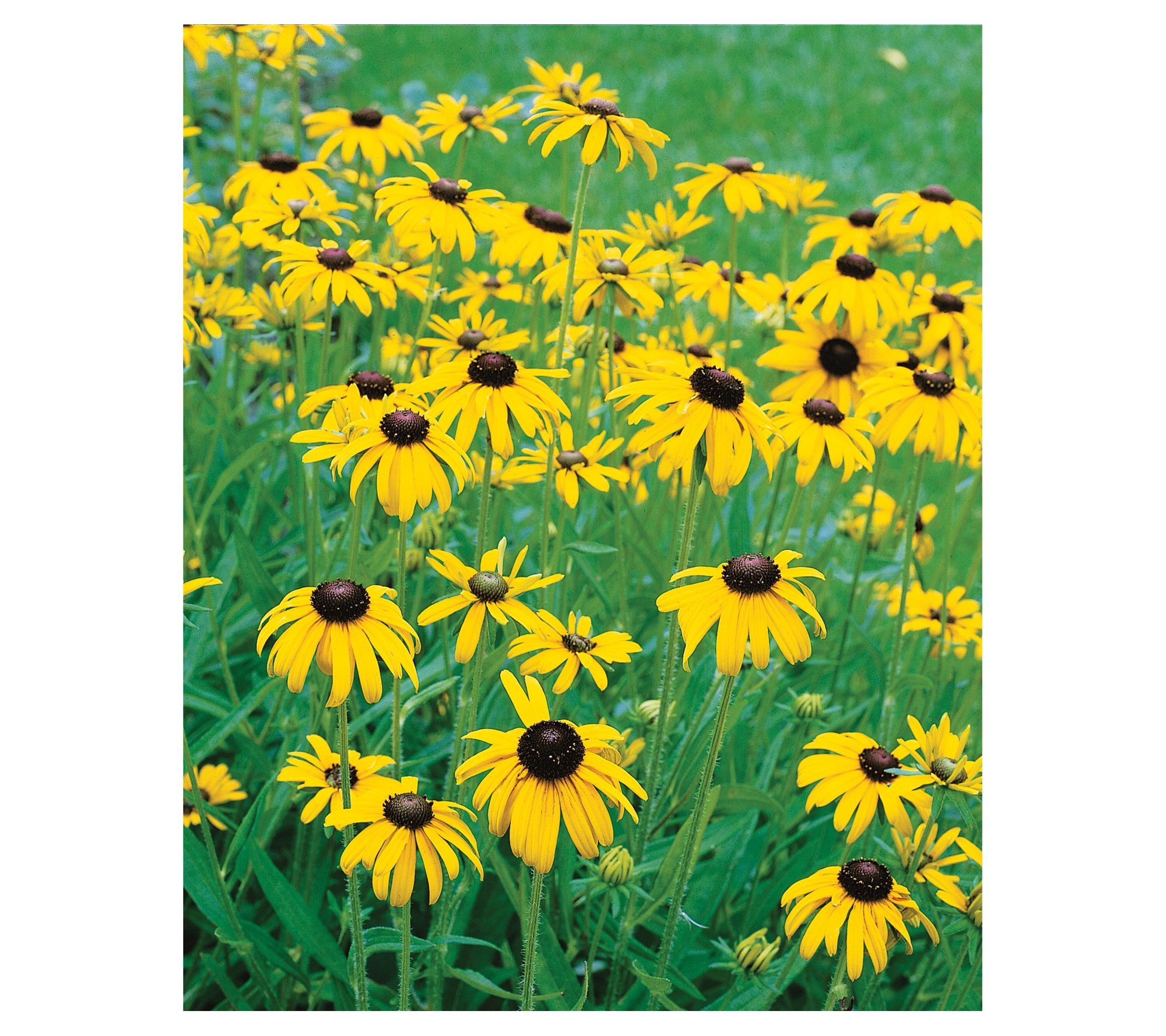 Roberta's 3-Pc Black Eyed Susan Little Suzy - QVC.com