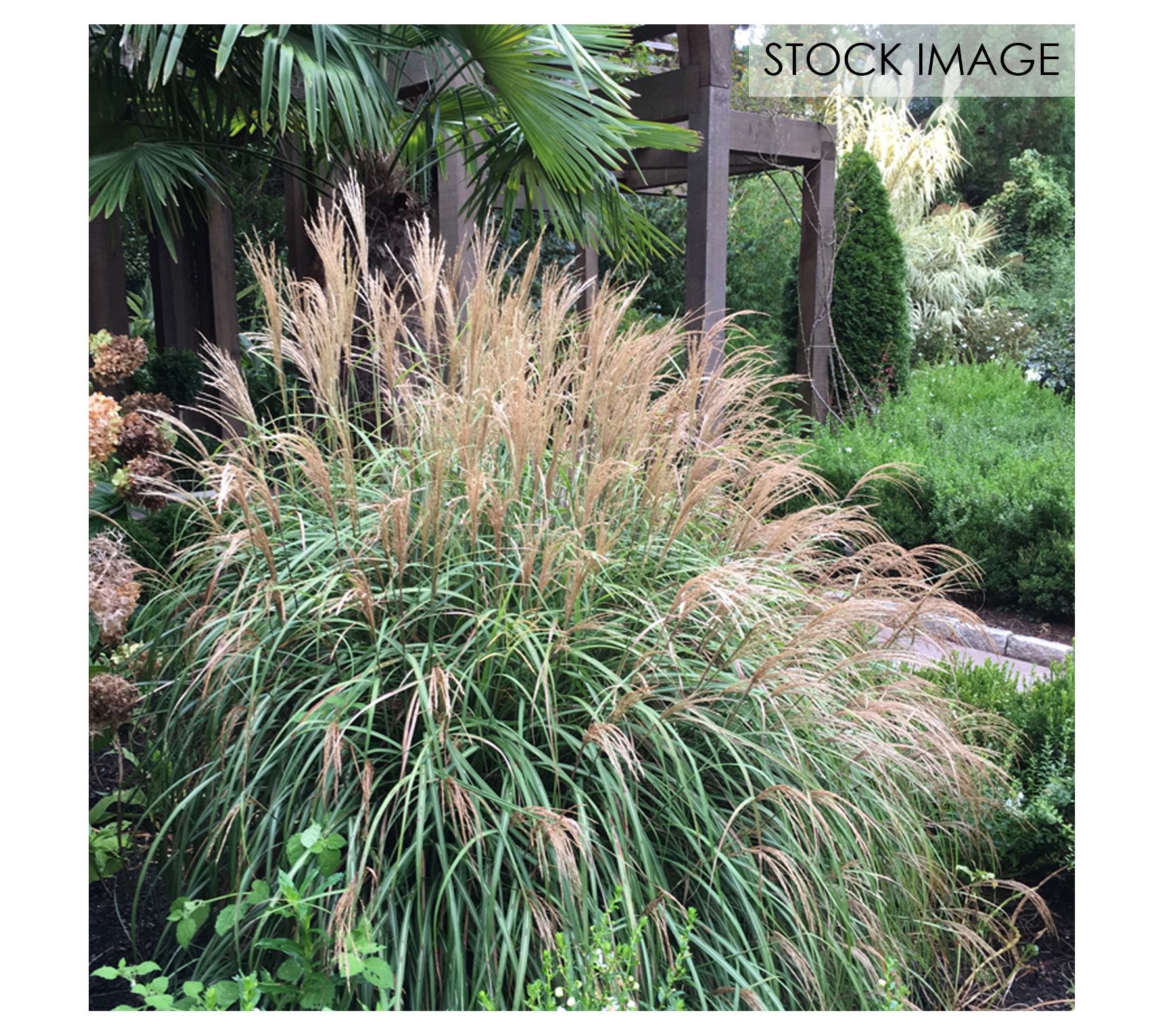 Van Zyverden Ornamental Dwarf Maiden Grass Potted Plant