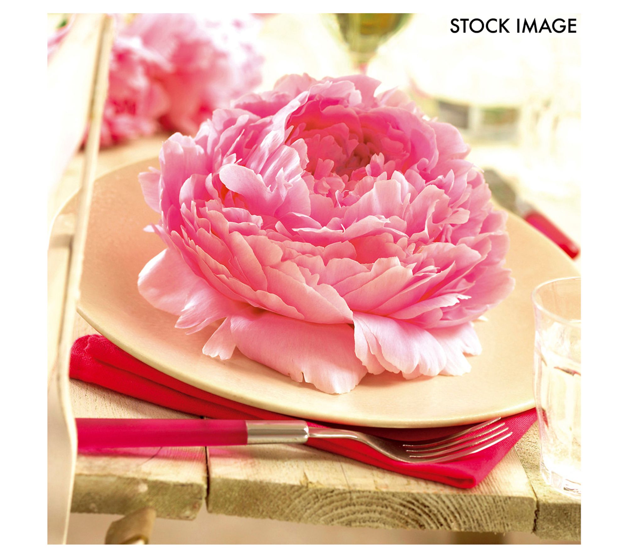 Van Zyverden Peonies Sarah Bernhardt 1 Root