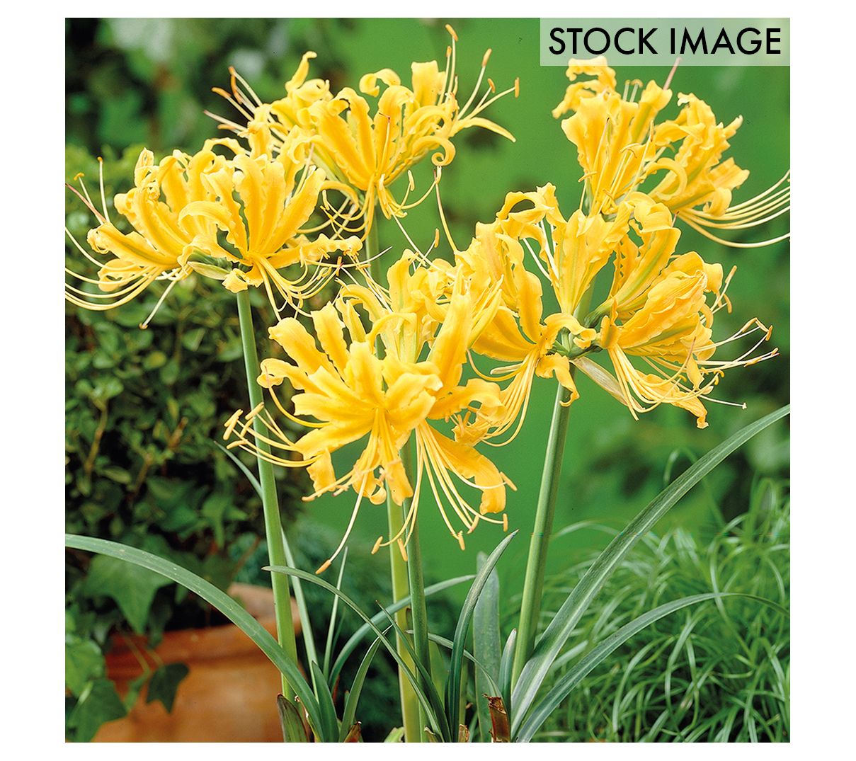 Van Zyverden Lycoris Aurea Set of 3 Bulbs