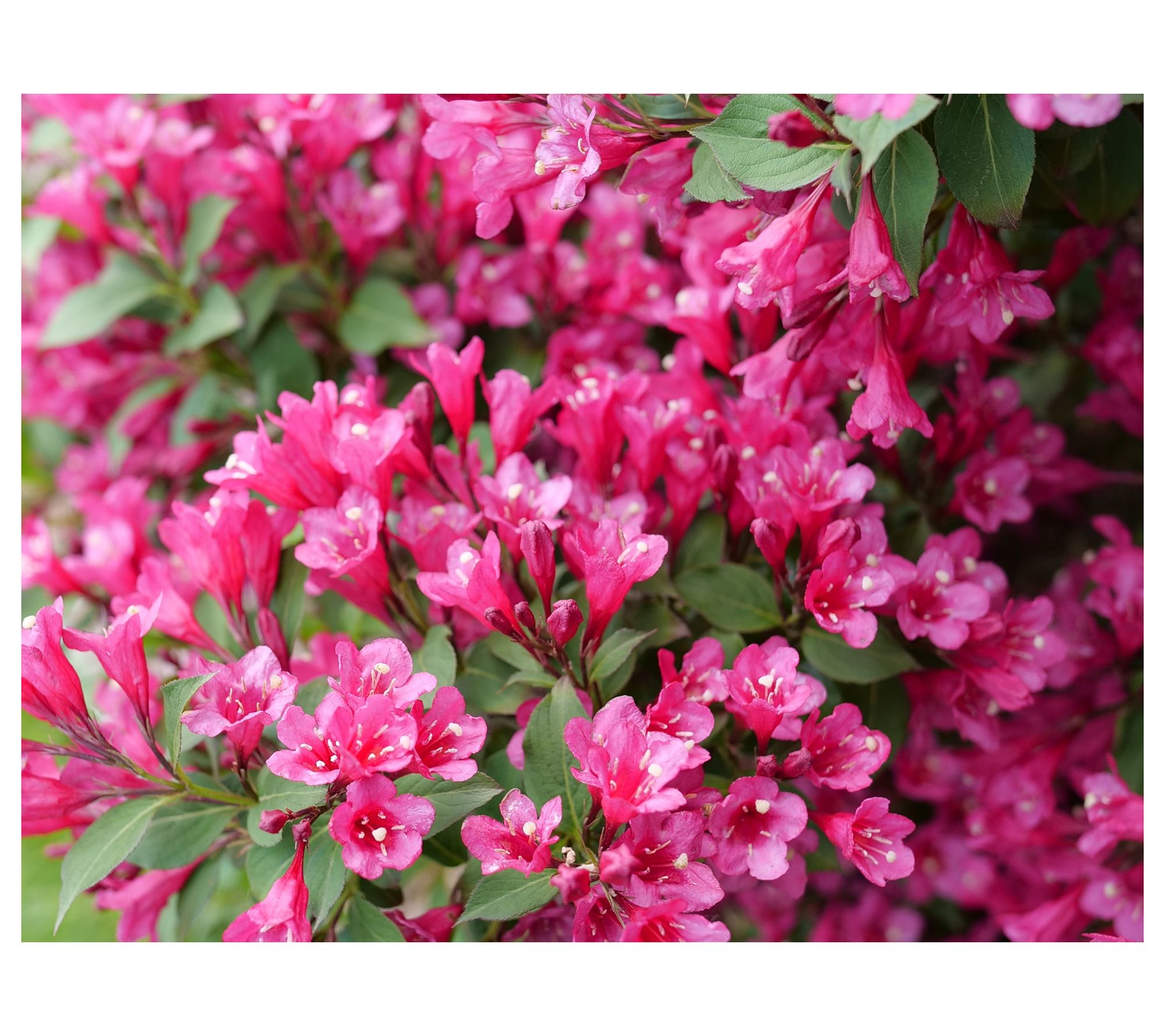 Roberta's Weigela Sonic Bloom Punch Pink 1pc