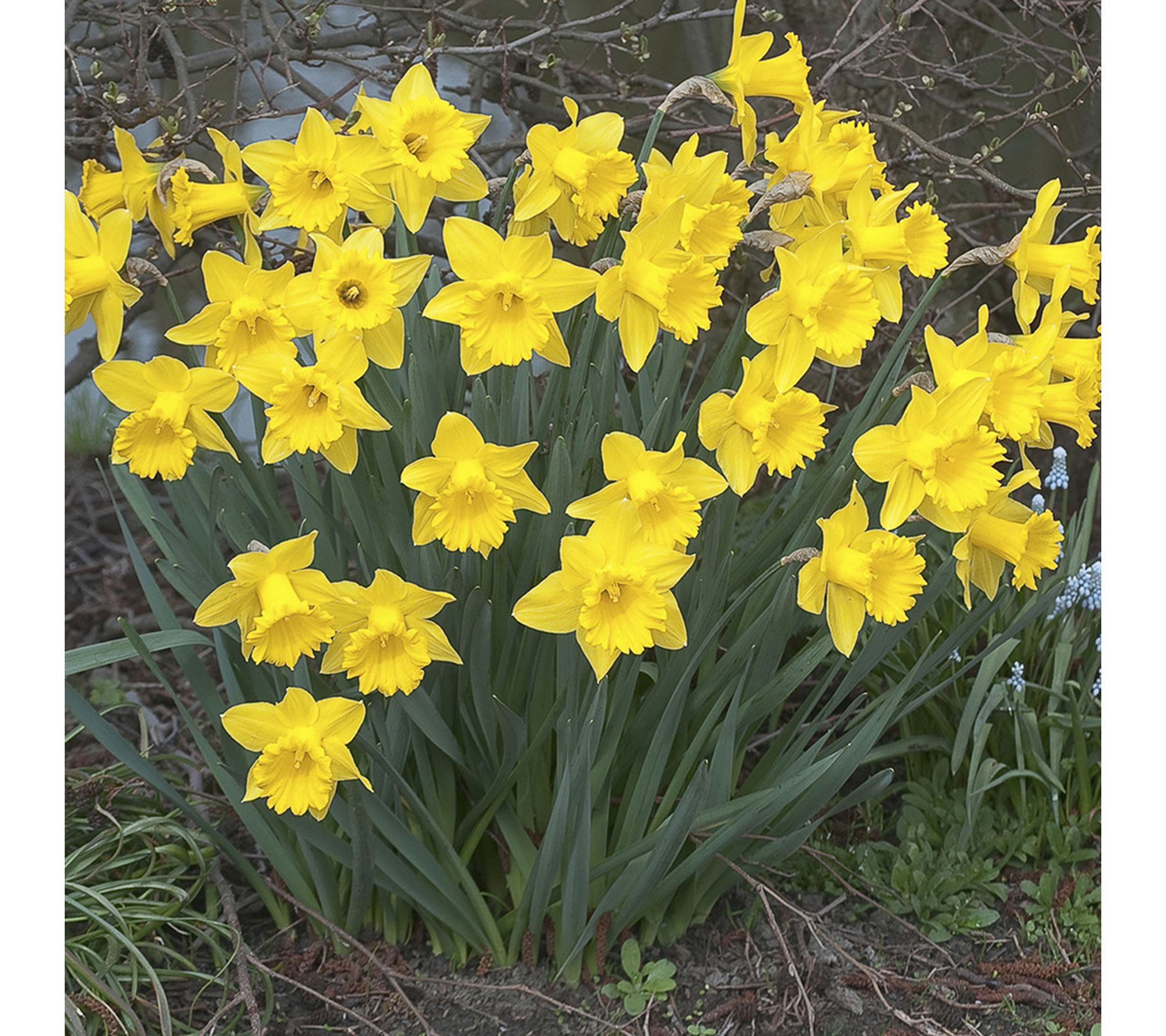 Van Zyverden Daffodils Dutch Master Landscape Set of 400 Bulb