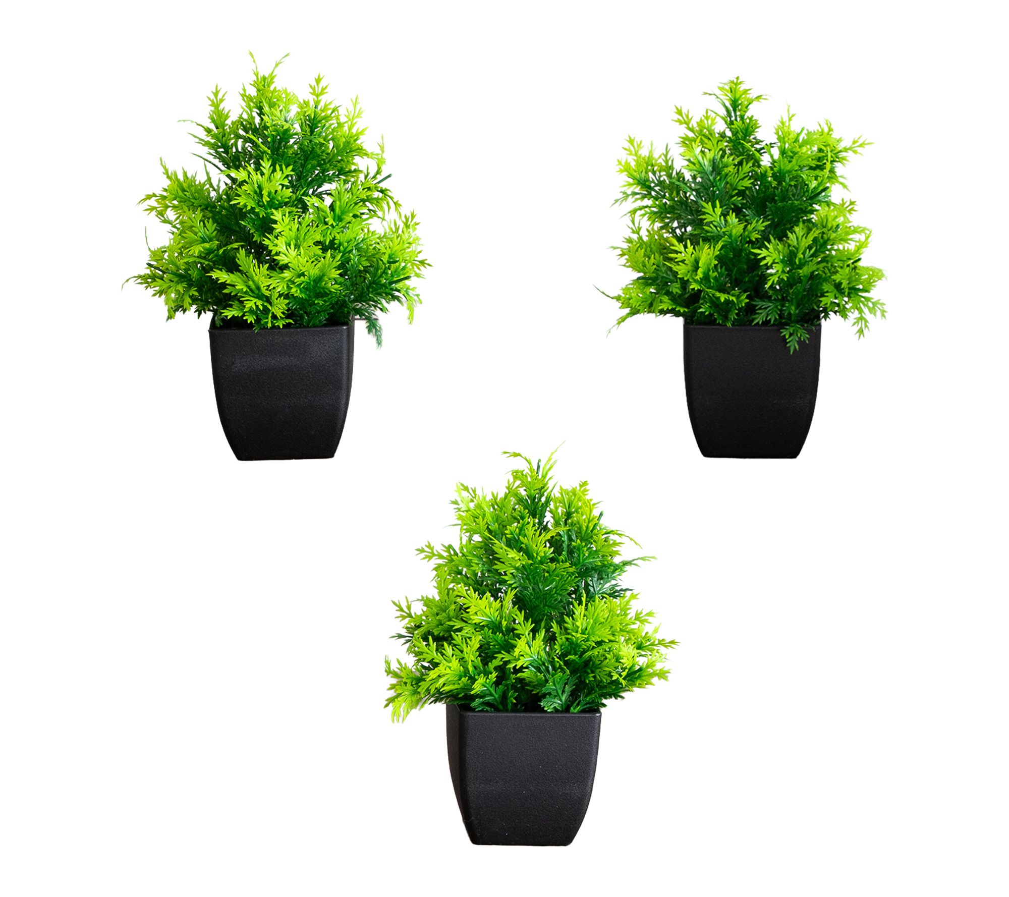 8-in Cedar Plant in Square Pot - Set of 3 by Nearly Natural
