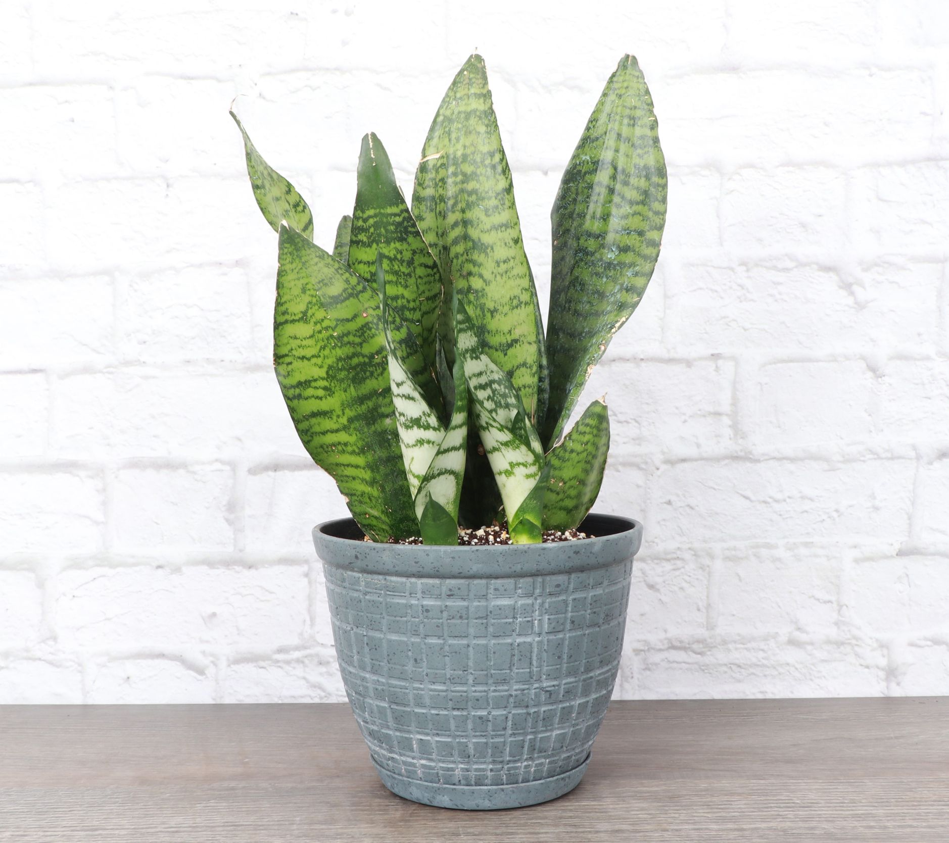 Thorsen's Greenhouse Live 6" Zeylancia Snake Plant, Rustic Pot
