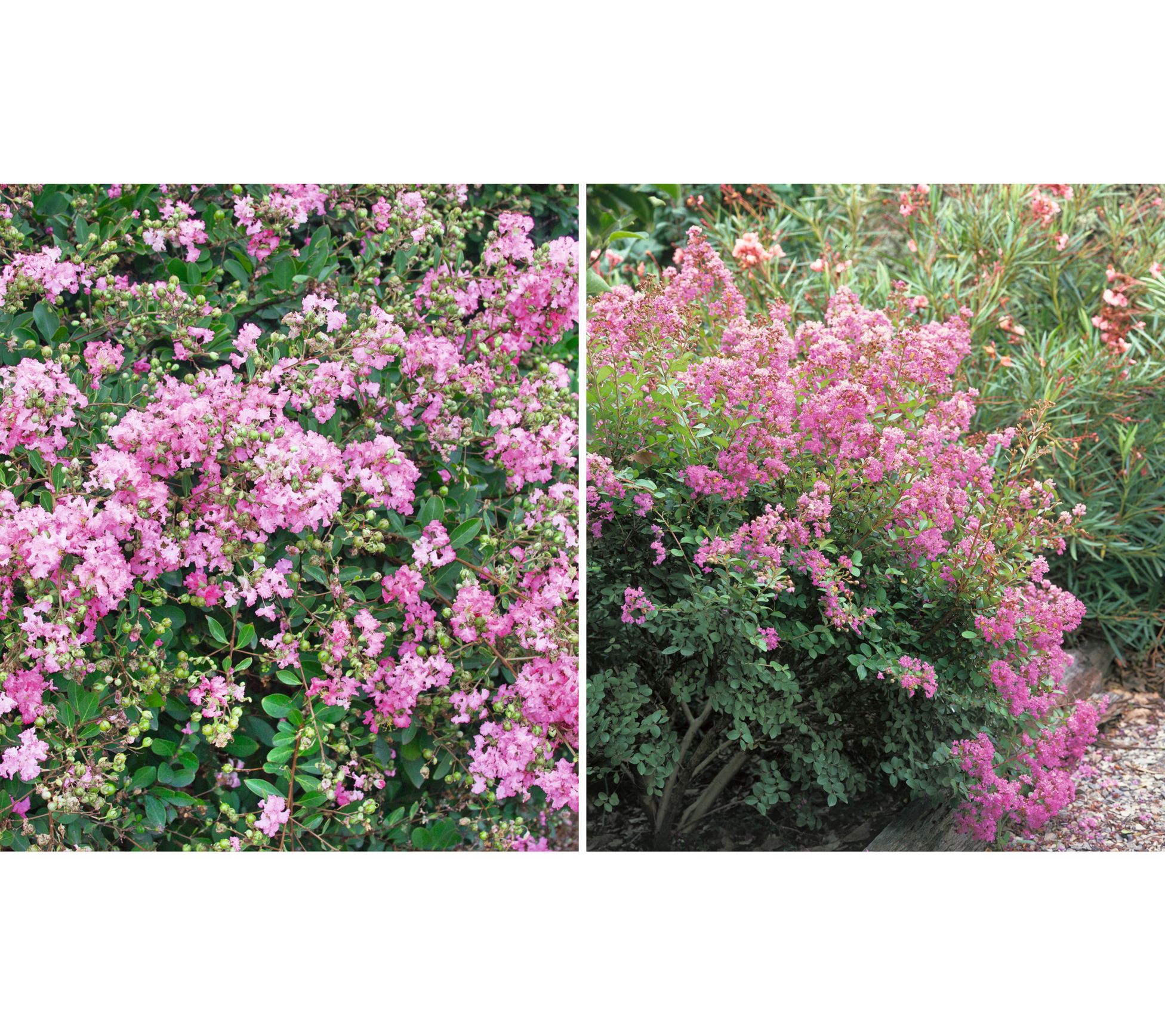 Roberta's 1-pc GreatMyrtle Crapemyrtle Cotton Candy Pink