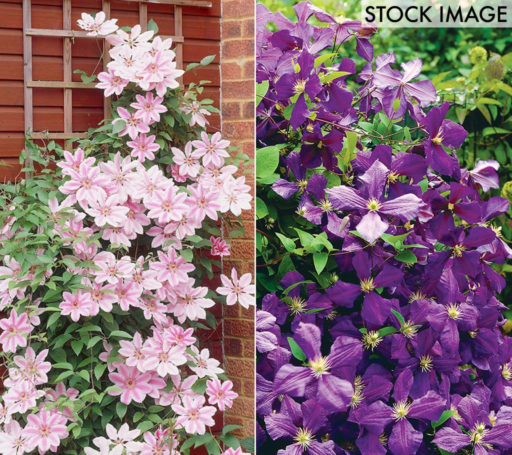 Van Zyverden Clematis Collection 2 Varieties Set of 2 Plants