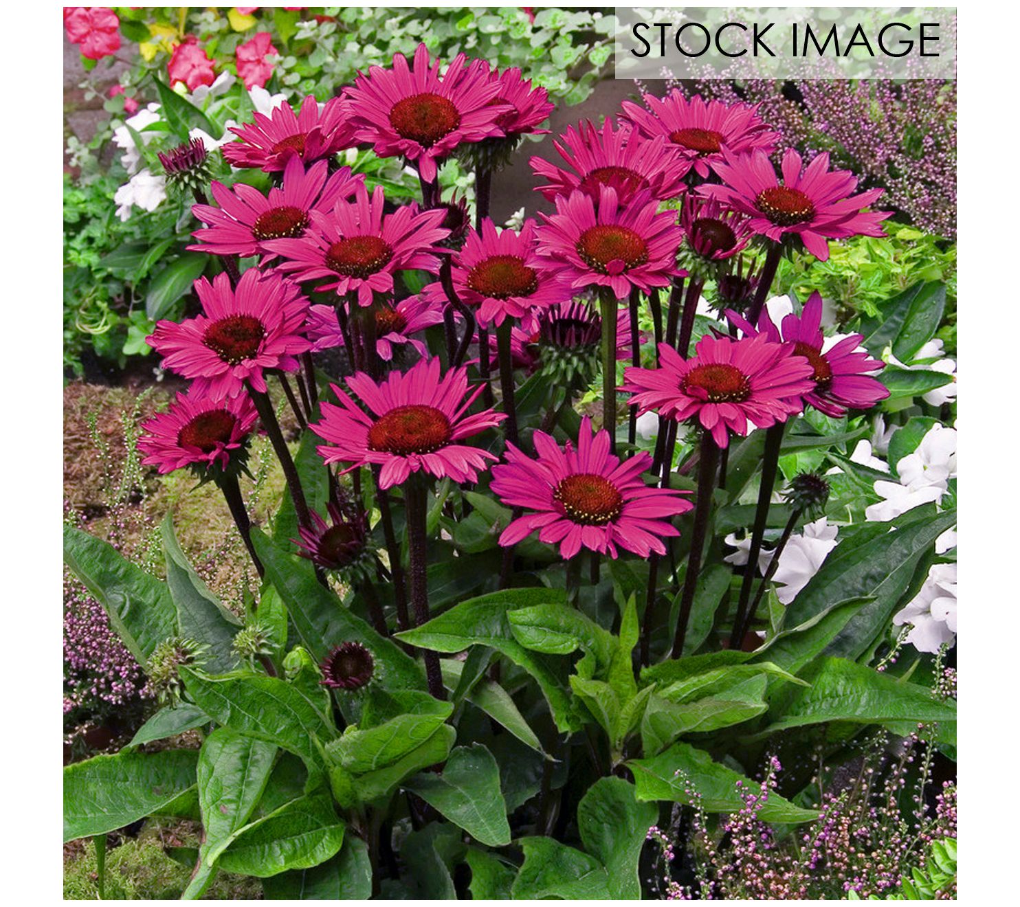 Van Zyverden Echinacea Fatal Attraction Set of3 Roots
