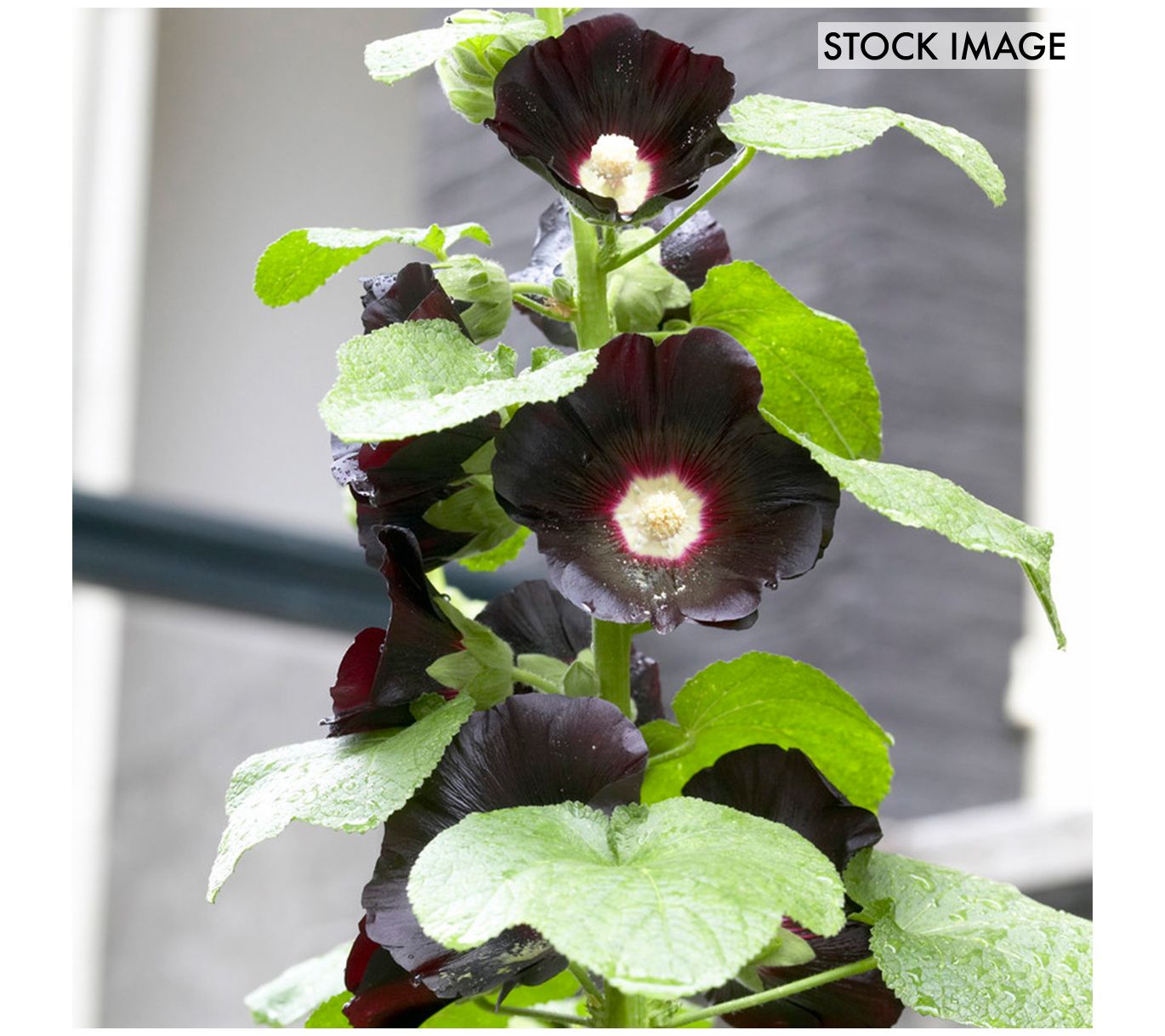 Van Zyverden Hollyhocks Nigra Set of 5 Roots