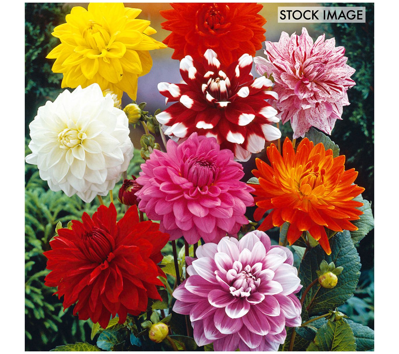 Van Zyverden Dahlias Decorative Mixed Set of 7Tubers