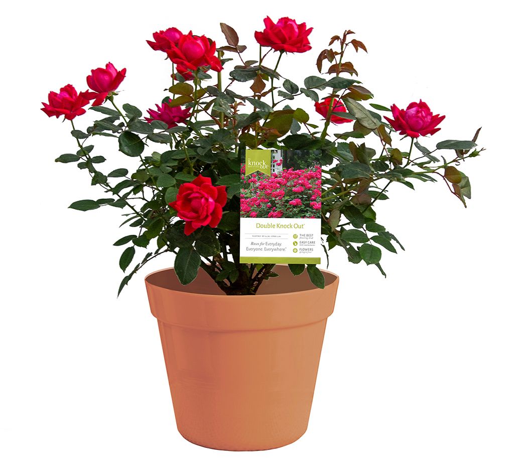 Van Zyverden Patio Gardening Double Knock Out Rose Kit