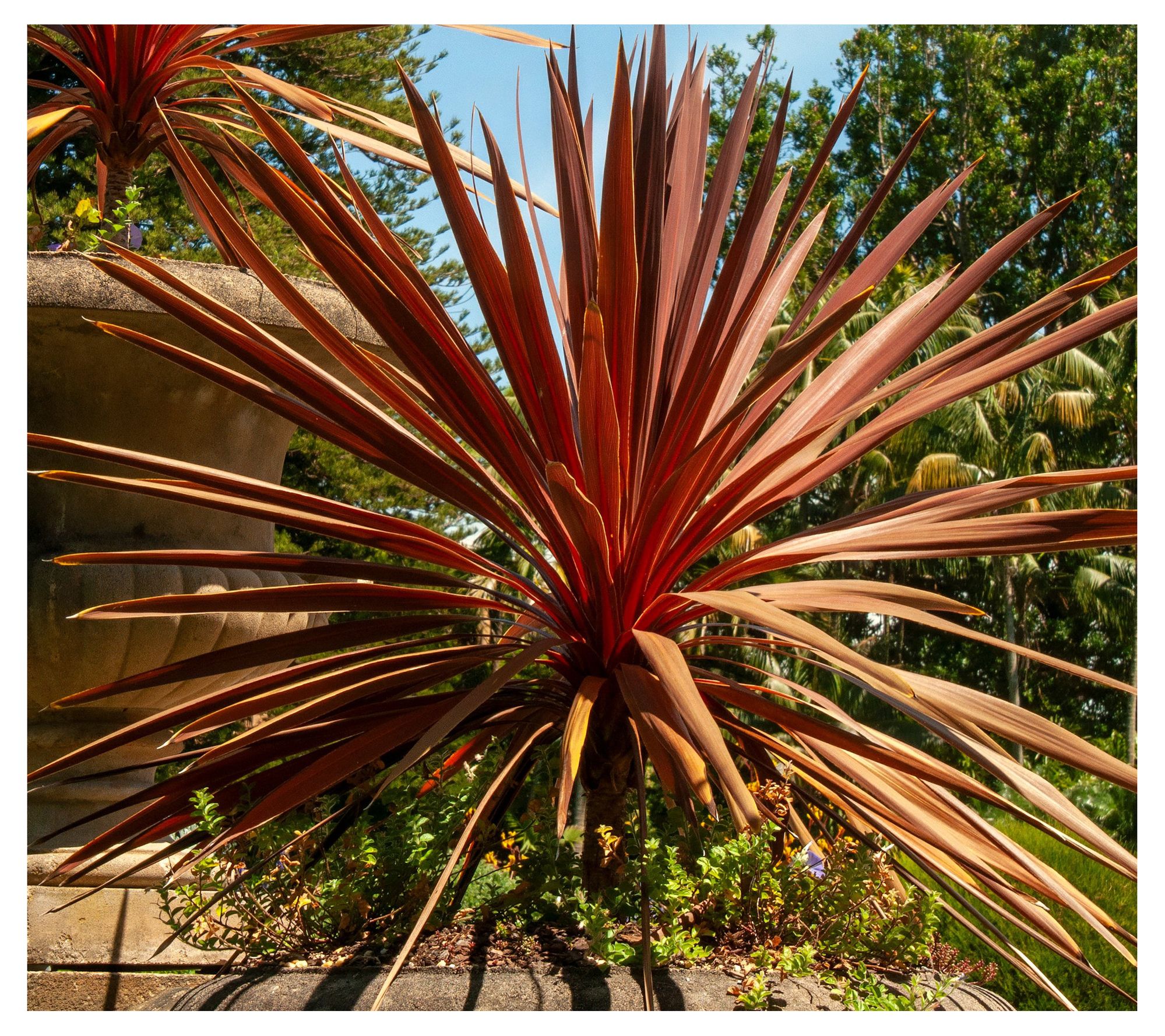 Cottage Farms Red Star Cordyline