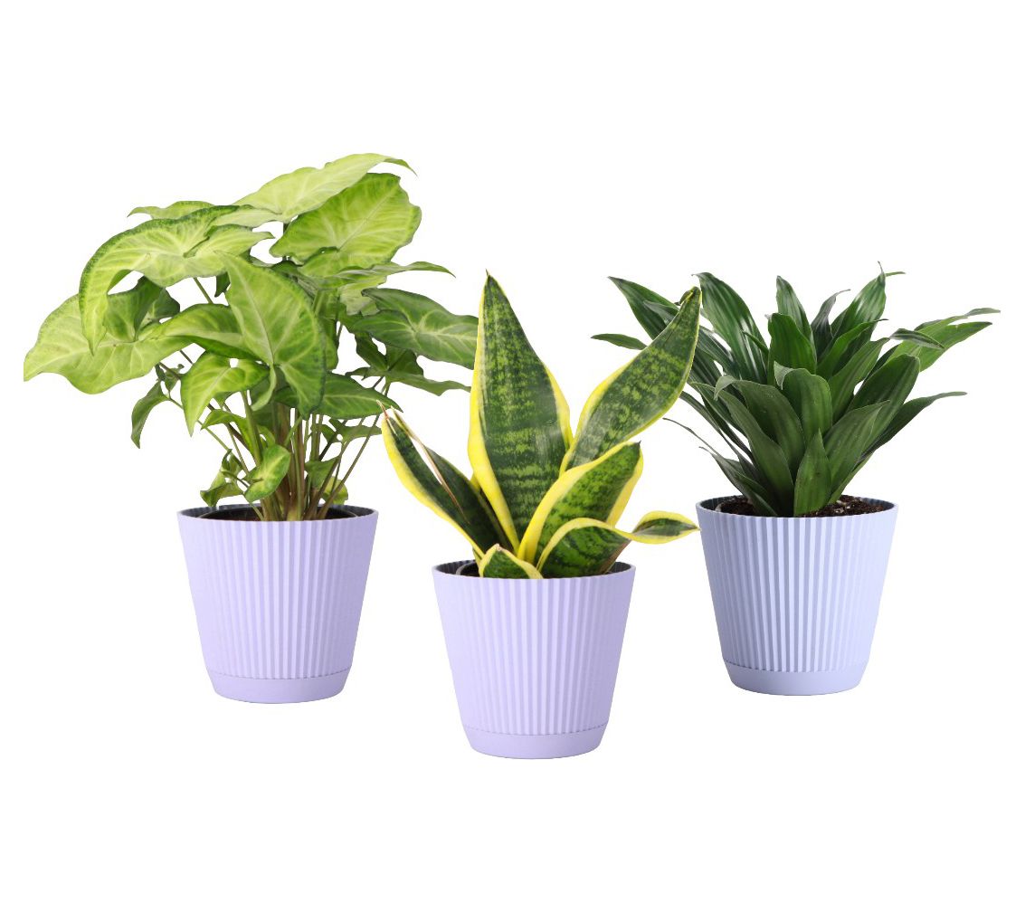 Thorsen's Greenhouse 3-Pack Live 4" Low Light Plants